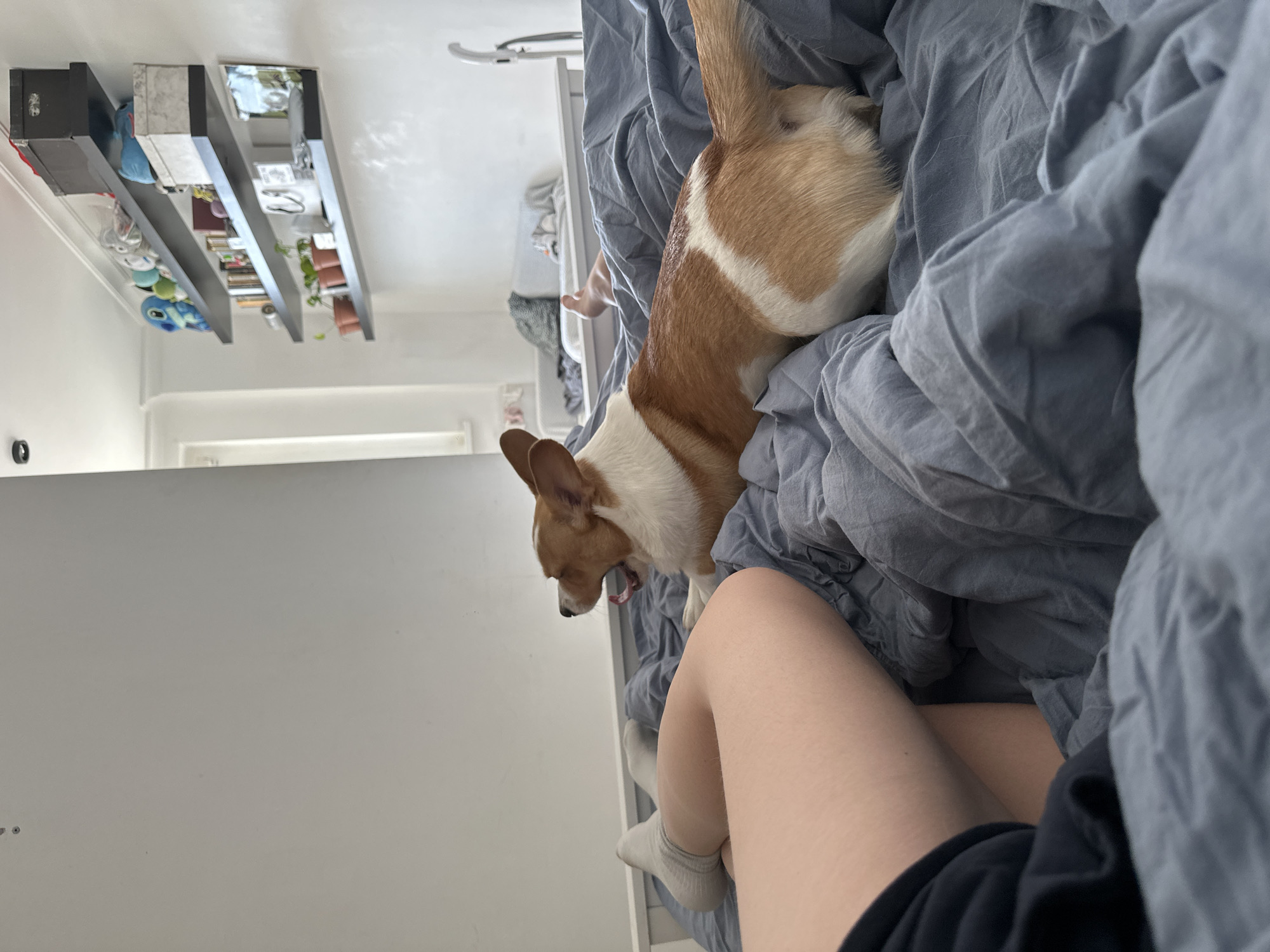 A corgi with brown and white fur is standing on a bed covered with a light blue duvet. The dog is facing left and appears to be yawning, with its tongue visible. A person's leg with a white sock is visible in the lower right. A white wall and shelf with various items are visible in the background. The location is not identifiable as Moscow, Russia from the image.