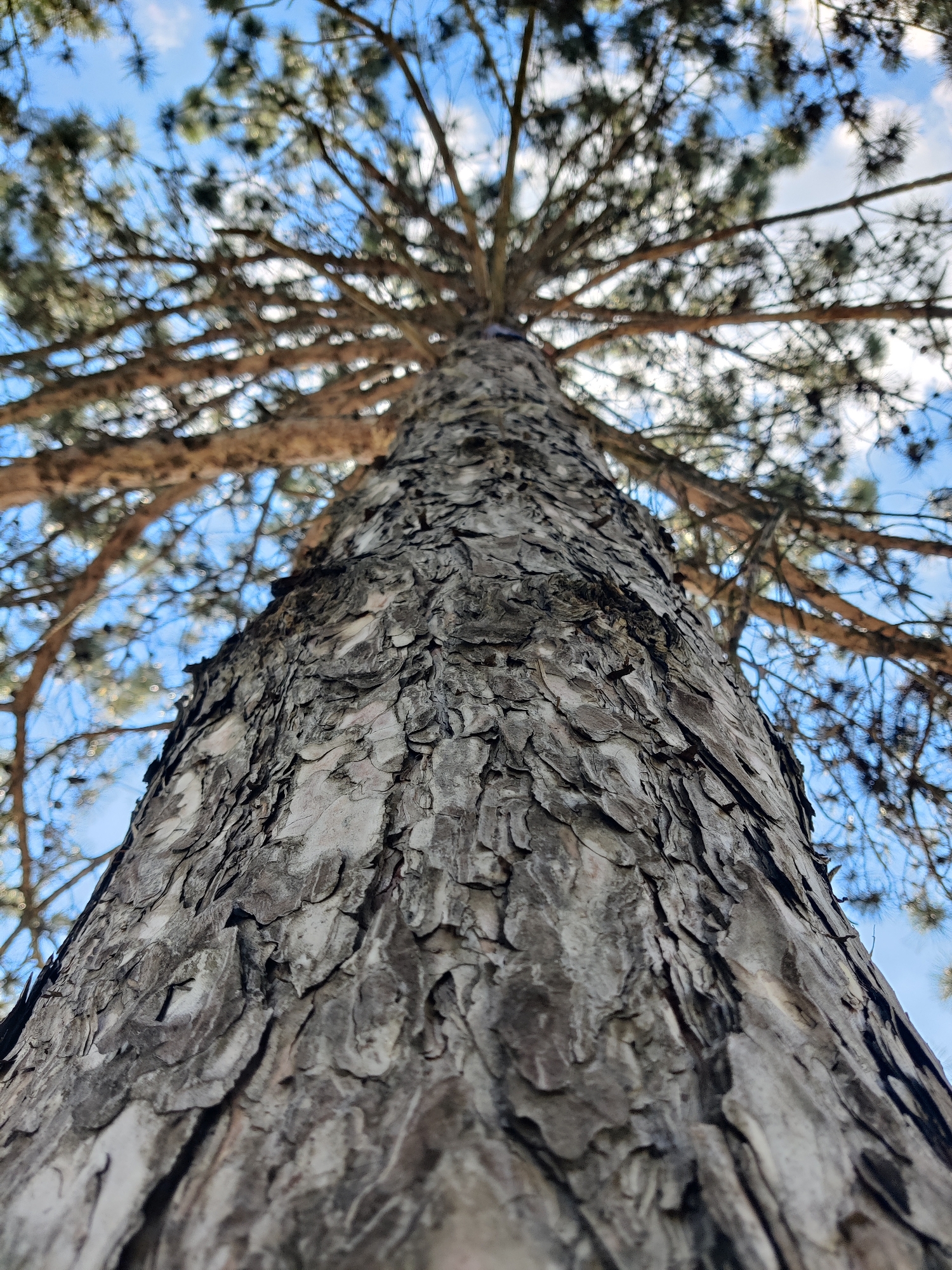 The image is a low-angle shot of a pine tree trunk, looking up towards the branches and the sky. The tree bark is rough and textured with shades of grey and brown. The branches extend outwards, thinly covered in pine needles, creating a silhouette against a bright blue sky with scattered white clouds. The branches and needles are out of focus, making the tree trunk the primary subject. The time of day appears to be daytime, with clear blue skies indicating fair weather. There are no people or specific objects visible, and no text. The scene is an outdoor natural setting, likely in a park or forest. The perspective creates a sense of looking up from the base of the tree, emphasizing its height and structure. The shallow depth of field blurs the background elements, drawing attention to the detail of the tree's bark.