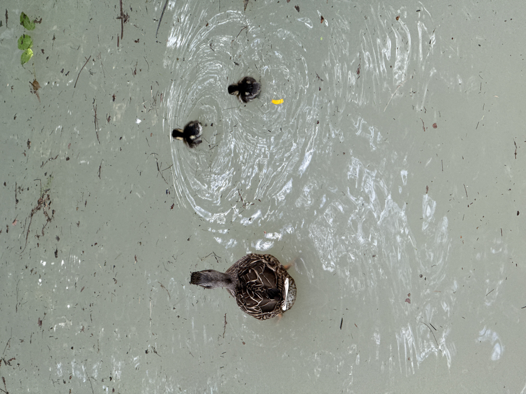 A high-angle, overhead perspective depicts an adult duck swimming in a light greenish-gray body of water, characteristic of a pond or canal in Milan, Italy. The duck, displaying dark brown and off-white patterned plumage on its back and tail, is oriented away from the viewer. Trailing behind and to the right are two small, dark-colored ducklings, each creating concentric ripples on the water's surface from their movement. The water is visibly turbid and sparsely covered with various organic debris, including small dark twigs and leaf fragments. A distinct, bright yellow, crescent-shaped object approximately two centimeters in length floats on the water between the two ducklings. The scene is evenly lit from above.