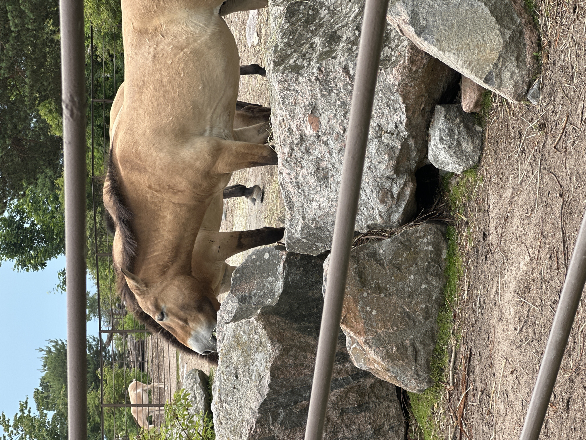 This is a medium shot, eye-level, outdoor photograph taken in the daytime. In the foreground, a large rock formation is visible, with a metal bar running horizontally across the frame. Behind the rocks, two Przewalski's horses are partially visible. One horse is in the center, facing left with its head down, appearing to graze on grass. Its body is light brown with a dark mane and a lighter underside. Another horse is positioned behind it, mostly obscured. In the background, a fence separates the enclosure from a wooded area with green trees and a clear sky. Another animal, possibly a deer or antelope, is visible in the far background behind the fence, also appearing to graze. The ground is a mix of dirt, straw, and small branches.