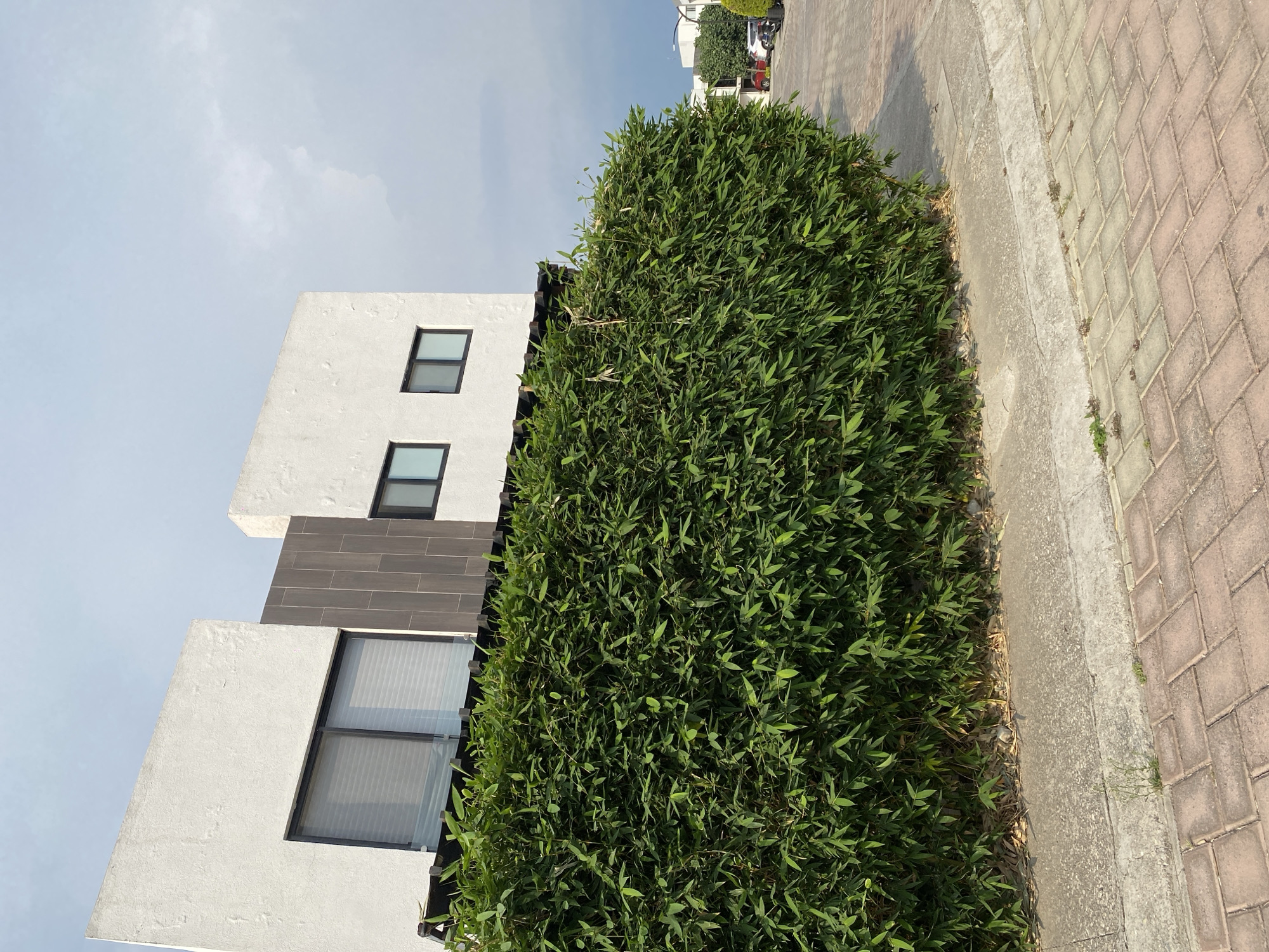 The scene depicts a modern, two-story building with a white facade and dark gray accent panel. The building has square windows with black frames. A tall, dense hedge of green bamboo obscures much of the building's ground level. A paved sidewalk made of reddish-brown bricks borders the hedge. Beyond the building, glimpses of other houses and a street can be seen. The sky is blue with light cloud cover. The scene is outdoors in daylight.