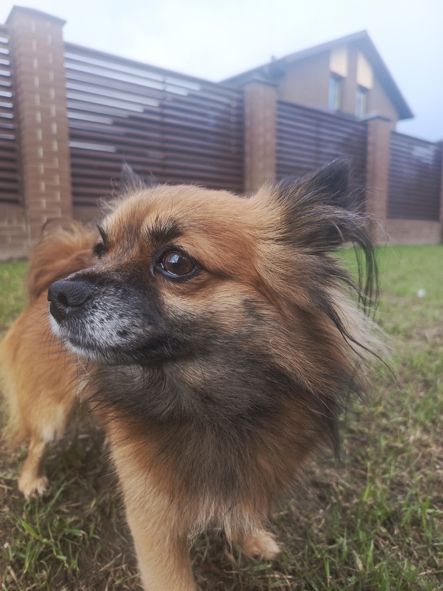 The image captures a small, fluffy dog in an outdoor setting, identified as Chaikovsky, Russia. The dog, predominantly brown and black with lighter brown and some white fur around its muzzle, is the central subject, positioned in the foreground and looking towards the left of the frame with a slightly upward gaze. Its dark, expressive eyes are a prominent feature. The fur around its ears and neck appears somewhat ruffled.
The dog is standing on patchy green and brown grass. In the mid-ground, a fence constructed from horizontal brown slats and interspersed brick pillars spans the scene. Above and behind the fence, the top section of a house with a gabled roof and two windows is visible. The sky is bright and overcast, indicating an overcast daytime with soft, diffused lighting. There is no visible text in the image.
