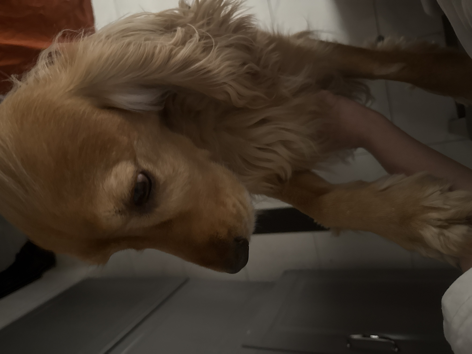A close-up shot focuses on the head and forelegs of a golden-colored dog, possibly a Cocker Spaniel, as it is held by an unseen person. The dog's head is tilted downward, with its right eye visible and looking down. Its nose is dark and damp. Long, wavy golden fur covers its head and ears. One of the dog's forelegs is resting on a person's arm or hand, which is partially visible in the foreground. The background is dimly lit and shows a gray surface on the left, possibly a cabinet or wall, and a blurred orange material on the right, possibly a blanket or curtain. The scene appears to be indoors, with soft lighting.