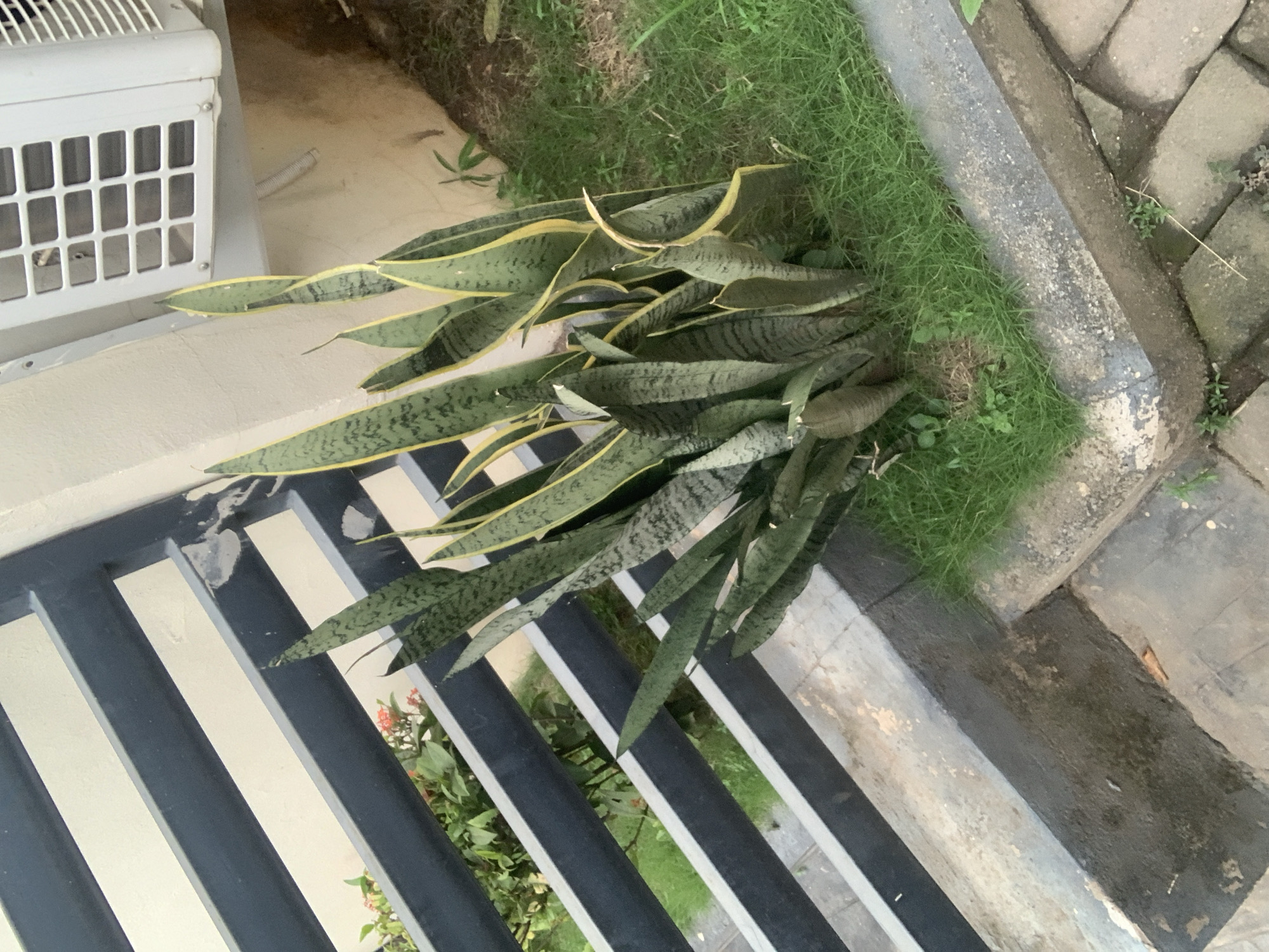 The image depicts a snake plant with variegated green and yellow leaves, situated in a bed of short green grass. The plant is positioned in front of a black slatted fence, which is attached to a cream-colored wall. To the right of the plant and fence, an outdoor air conditioning unit is mounted on the wall. The ground in the foreground is paved with interlocking grey bricks. The scene appears to be an outdoor area, possibly a garden or courtyard, within a residential or commercial property in Abuja, Nigeria. There are no people or animals visible in the image, and no discernible actions are taking place. The lighting suggests it is daytime.