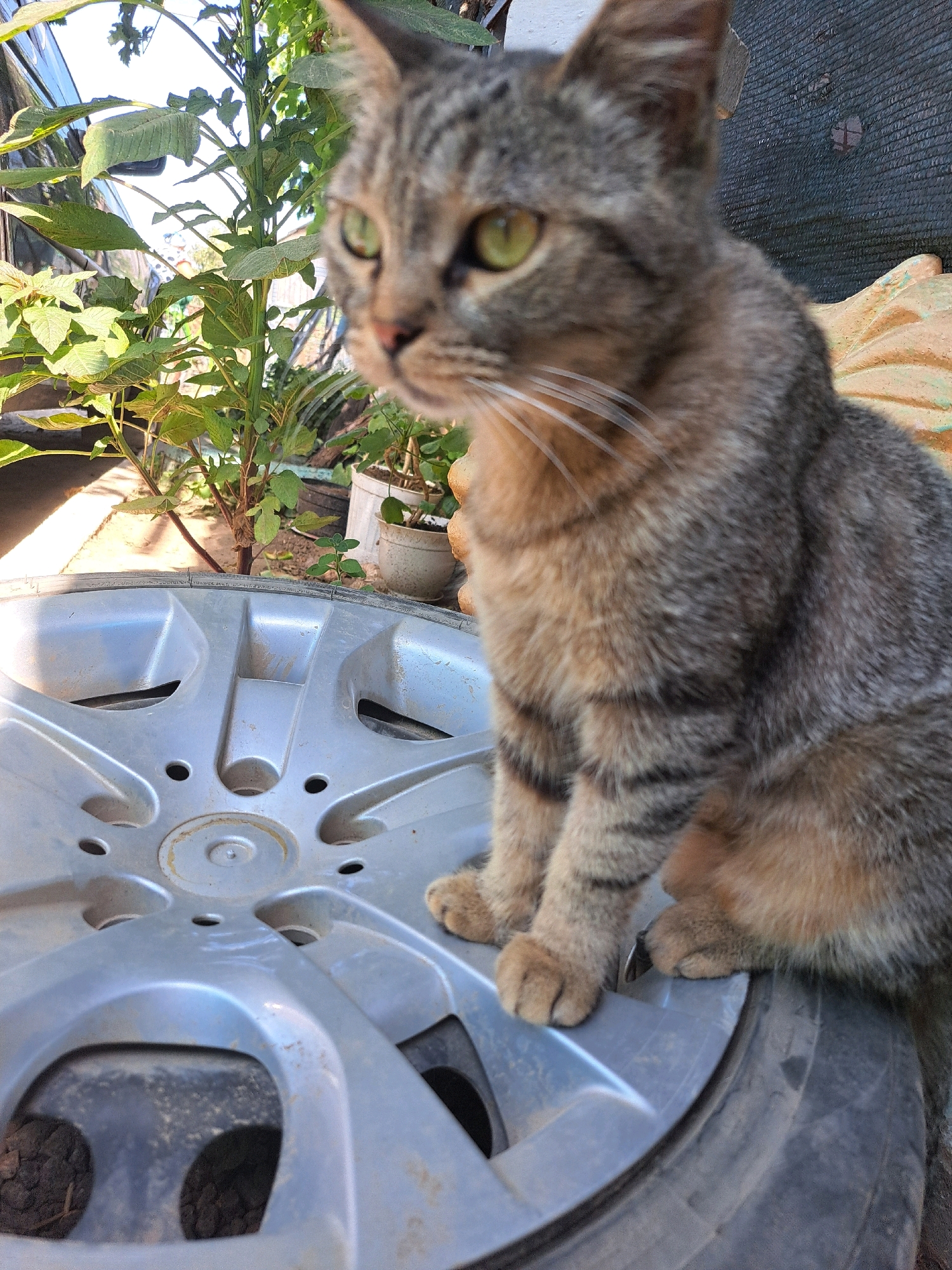 A tabby cat with green eyes sits on a silver car wheel. The cat is mostly gray and brown with darker tabby stripes. It is looking to the left of the frame. In the background, there are green plants and a dark mesh fence. The scene appears to be outdoors, possibly in a yard or alleyway. The location is Vypasne, Ukraine.