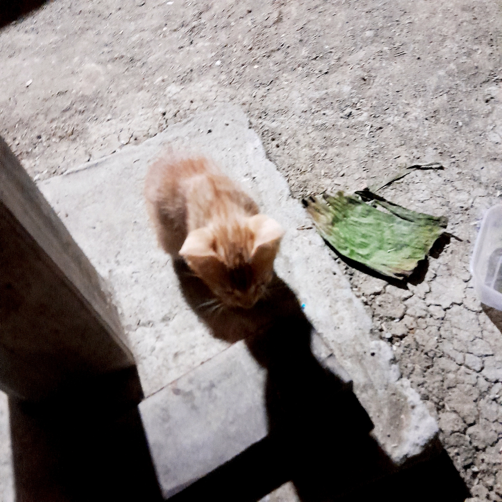 An orange tabby kitten is crouched on a concrete surface. The kitten is facing downwards, with its head bowed, and its ears are slightly flattened. A dark shadow is cast by the kitten and an unseen object to its left, on the concrete. To the right of the kitten, on the ground, is a green, dried plant leaf, possibly an aloe vera leaf, and a corner of a clear plastic container. The background is rough, dry, cracked concrete. The scene is illuminated by a light source that is not visible in the frame, creating strong shadows. The overall impression is of a domestic outdoor setting in an urban environment.