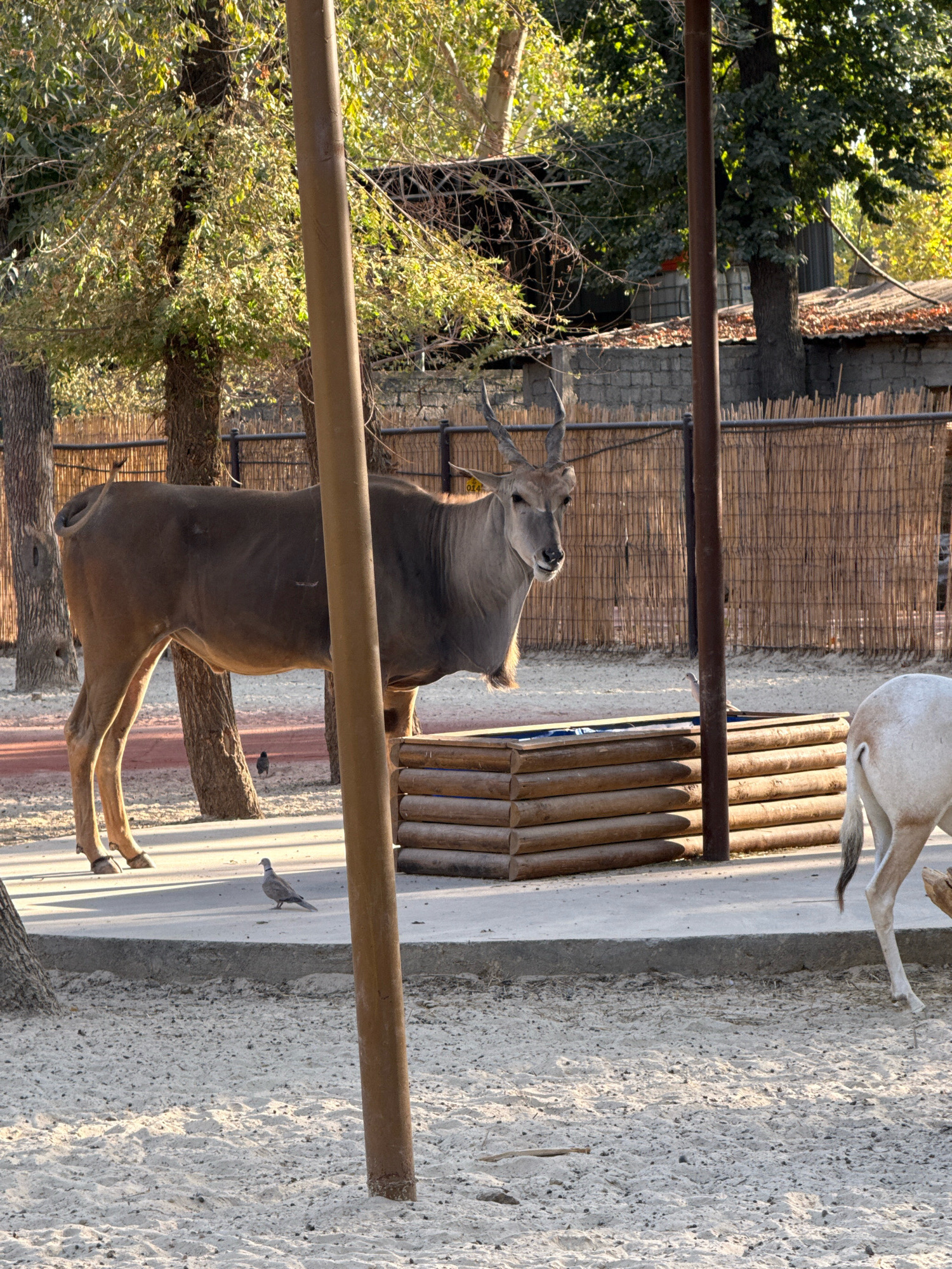 The image shows an outdoor enclosure at the Tashkent Zoo in Uzbekistan. The enclosure features a large, brown antelope with spiraling horns standing on a paved area. To the right, a white animal, possibly another antelope or a horse, is partially visible. A wooden trough filled with water is in the center of the enclosure. In the background, there is a bamboo fence, trees, and some man-made structures. Two pigeons are on the ground near the antelope. The ground is covered with sand and some gravel. The scene is illuminated by sunlight, creating shadows.