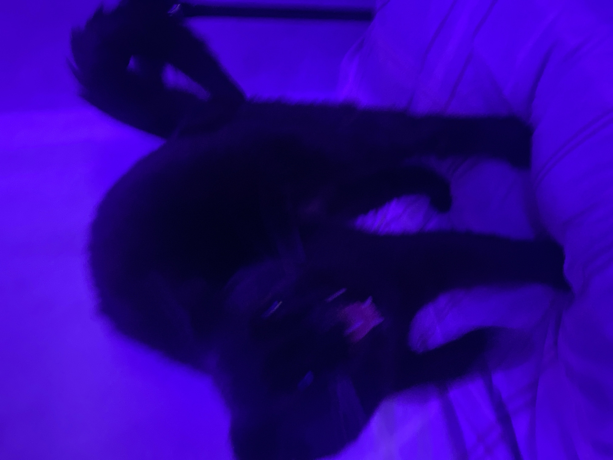 The image depicts a black cat lying on a bed under a blue light. The cat's tail is visible at the top left, and its face is somewhat obscured but appears to be looking towards the camera. The bed has white sheets and a pillow on the right side. The location is not discernible from the image.