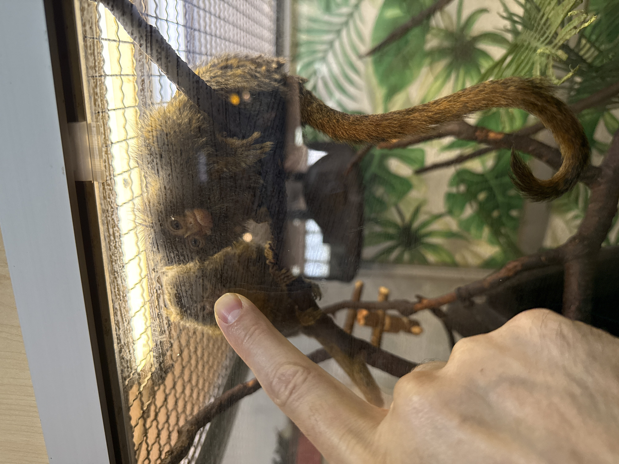 The image shows two pygmy marmosets perched on branches within an enclosure. One marmoset is visible in profile, its fur appearing brown and golden-brown. Its small face with dark eyes is discernible. The second marmoset is partially obscured, positioned behind the first and leaning towards it, suggesting interaction. A human finger is in the foreground, pointing towards the marmosets, and appears to be pressing against the glass of the enclosure. The background features a mesh-like structure above the animals, likely a ceiling or covering, with an artificial light source illuminating the scene from above. Below and behind the animals, a backdrop with a tropical leaf pattern is visible, adding to the simulated habitat. The overall environment is contained, suggesting a zoo, sanctuary, or a private enclosure. The image is taken indoors, likely in a controlled environment. There is no information in the image that suggests a location in the city of Каменка, Russia.