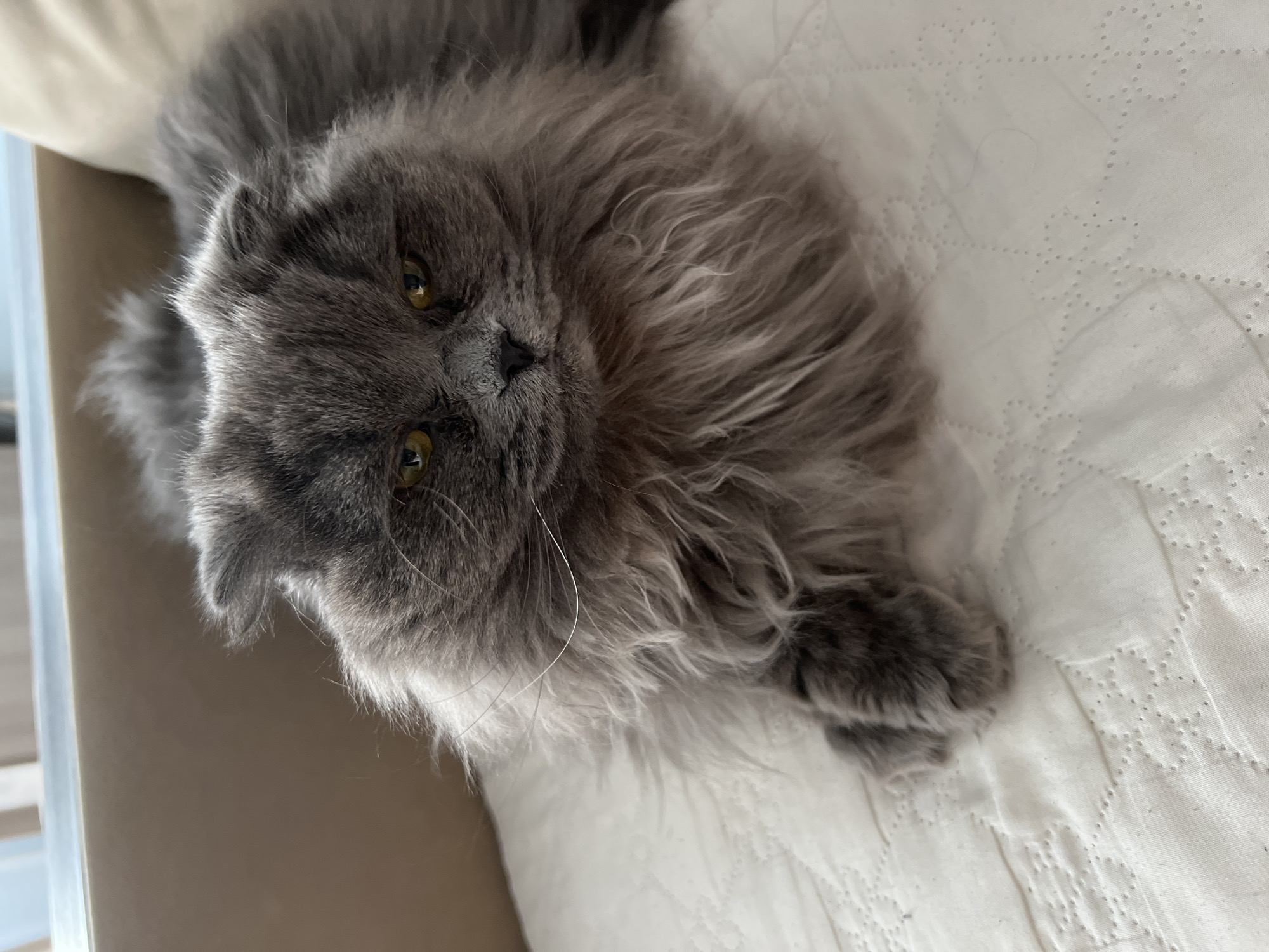 A grey, long-haired cat lies on a white, quilted surface, likely a bed or cushion. The cat is facing the viewer with its head tilted. The cat has yellow eyes and a dark grey nose. Some furniture is visible in the background. The scene does not appear to be located in Tyumen, Russia, due to the content of the image.