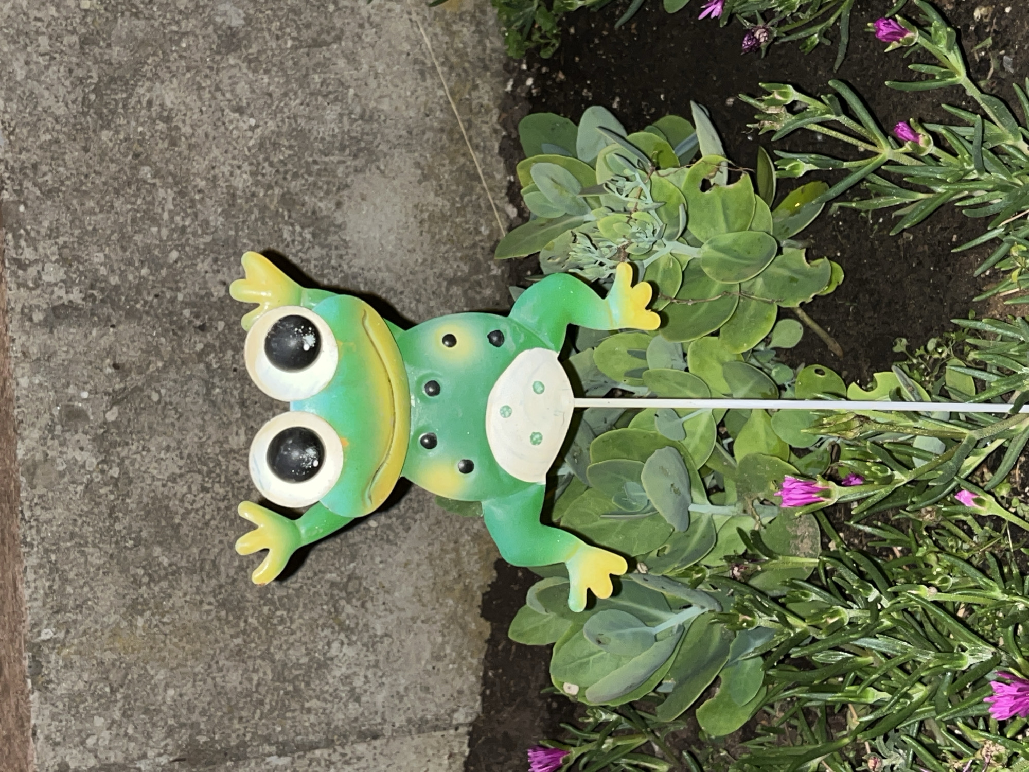 A close-up, slightly angled shot shows a green and yellow ceramic garden ornament of a frog. The frog is positioned on a patch of soil next to a concrete surface and surrounded by lush green foliage. It has large, black eyes with white highlights, a wide smile, and yellow accents on its feet and ears. Two white ovals are on its belly, each dotted with smaller black spots. A thin white rod extends from the frog's back and disappears into the plants. The foliage consists of broad, fleshy leaves and slender, needle-like stems adorned with small, vibrant pink buds and flowers. The scene appears to be outdoors, likely in a garden or park, possibly during daytime given the natural lighting. The concrete suggests an urban or man-made element within the natural setting. No text is visible in the image.