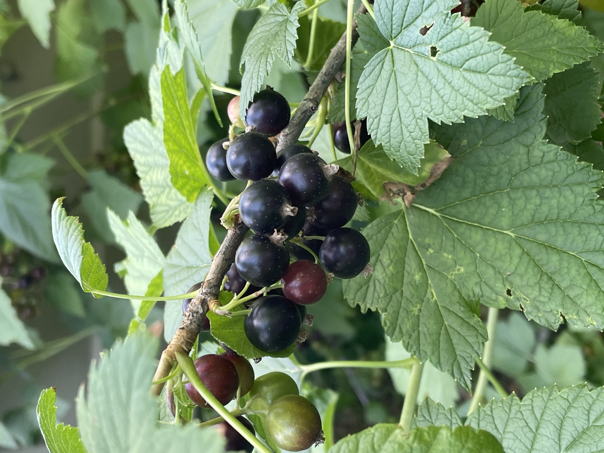 In Kobeliaky, Ukraine, a close-up, vertical shot showcases a branch of blackcurrant bushes laden with ripe and unripe berries. The berries, ranging from dark purple to green and some reddish hues, are clustered along the branch, interspersed with lush green leaves. The leaves are broad and serrated, with visible veins and some showing signs of natural wear. The branch itself is woody and textured. The background is a soft blur of green foliage, suggesting an outdoor, natural setting, possibly a garden or a patch of wild growth. The lighting is natural and diffused, highlighting the textures and colors of the fruit and leaves.