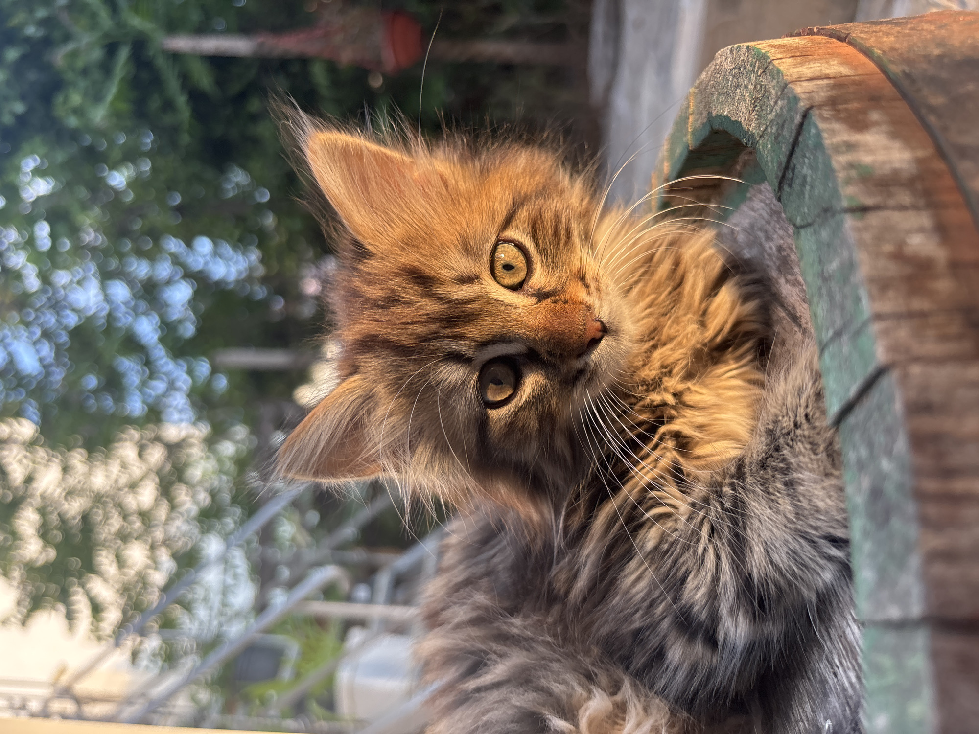 A medium close-up captures a kitten with long, variegated fur—shades of brown, grey, and gold—clinging to the side of what appears to be a repurposed wooden barrel or container. The kitten's head is tilted to the left, with its large, golden eyes looking directly at the camera. Its whiskers are long and prominent, and its ears are perked up. The wood is painted with aged, faded green paint, with hints of brown underneath. In the background, there's a blurred view of greenery and a fence. The location cannot be confirmed as Asenovgrad, Bulgaria, based solely on the image.