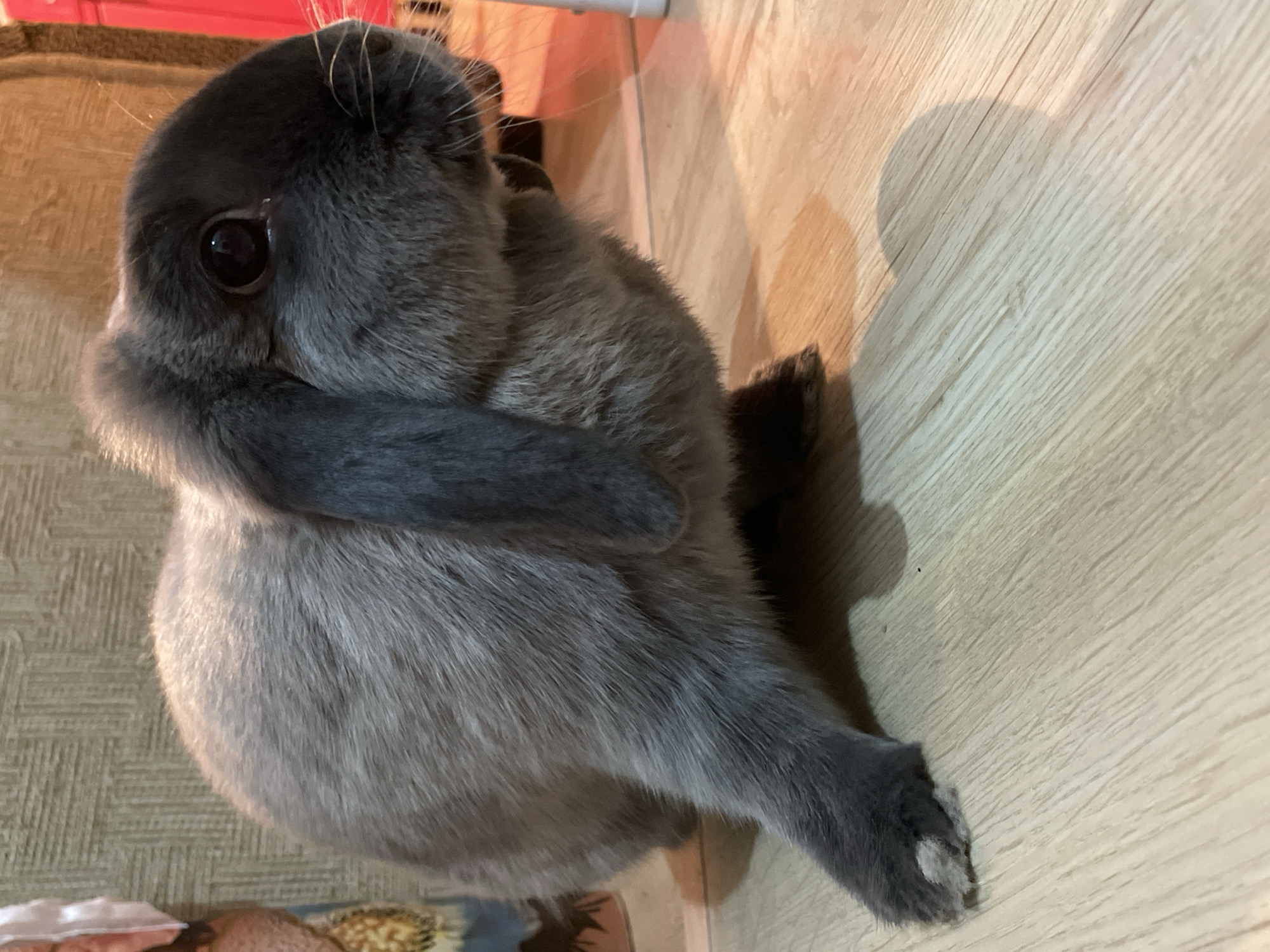 A fluffy, dark gray rabbit is captured in a close-up, eye-level shot indoors in Votkinsk, Russia. The rabbit, likely a Holland Lop, is sitting calmly on a light wooden floor with a distinctive grain pattern. Its large, dark eye, prominent on its rounded head, reflects the indoor light, and fine whiskers are visible.
The rabbit's thick fur varies in shade, appearing darker gray on its head and paws, and a lighter, somewhat silvery-gray across its body, highlighted by the illumination. It is posed with its head slightly turned, and one front paw is bent towards its body, while the other extends forward, revealing a small, lighter-colored patch near its foot.
In the background, a patterned rug or fabric is partially visible in the lower-left corner. Behind the rabbit, there is a wooden wall or furniture surface, with a hint of a reddish-orange element higher up. Shadows are cast on the wooden floor to the right and behind the animal, indicating an indoor light source. The overall scene depicts a peaceful and domestic setting, with no visible text.