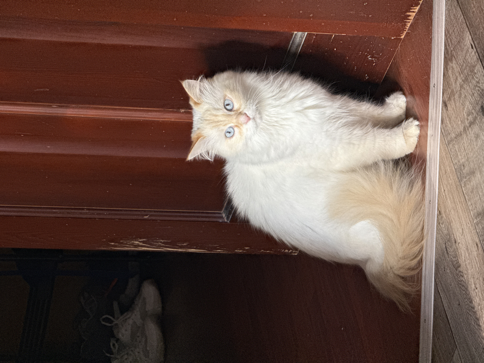 A white and tan cat with blue eyes sits on a dark wooden floor in front of a dark brown door. The door is scratched in several places. In the background, on the left, a dark area shows a glimpse of shoes on a shelf. The overall lighting suggests an indoor environment, possibly a home in Chaikovsky, Russia.