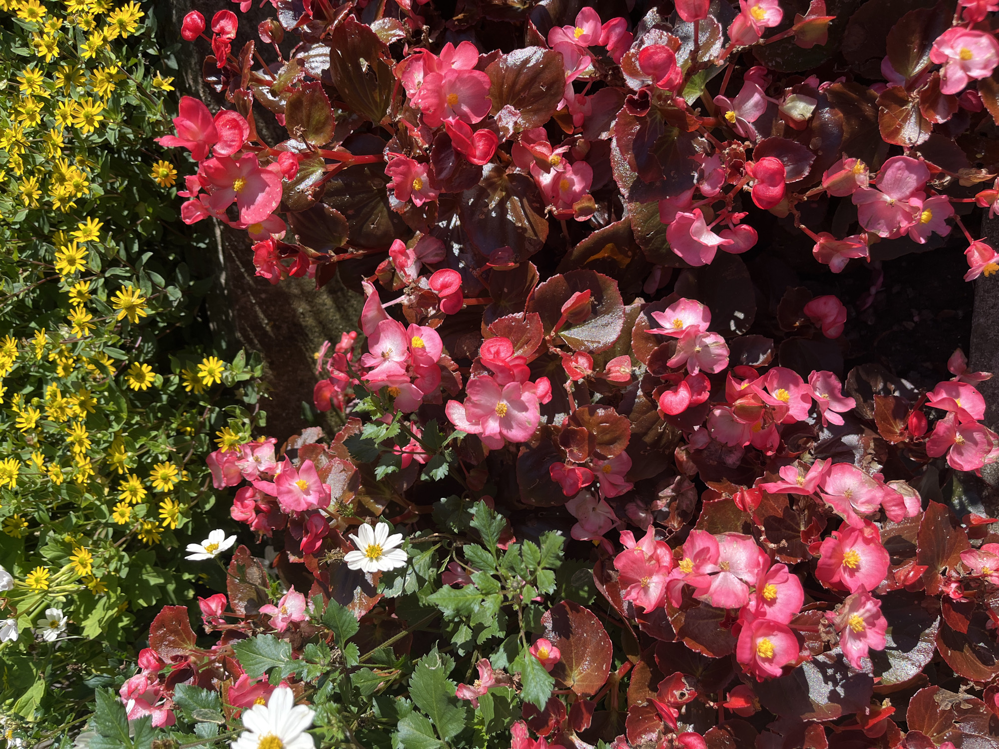 The image displays a vibrant flowerbed in Kohtla-Järve linn, Estonia, bathed in bright sunlight. The foreground is dominated by a dense planting of pink begonias, their petals glossy and reflecting the light. Interspersed with the begonias are a few white flowers with yellow centers. Behind the begonias, a cluster of small yellow flowers with dark centers creates a bright yellow backdrop. The leaves of the begonias are a deep, reddish-brown and have a somewhat waxy appearance. The overall impression is one of lush, abundant floral growth, typical of a well-maintained garden or public green space. There are no people or animals visible in the image.