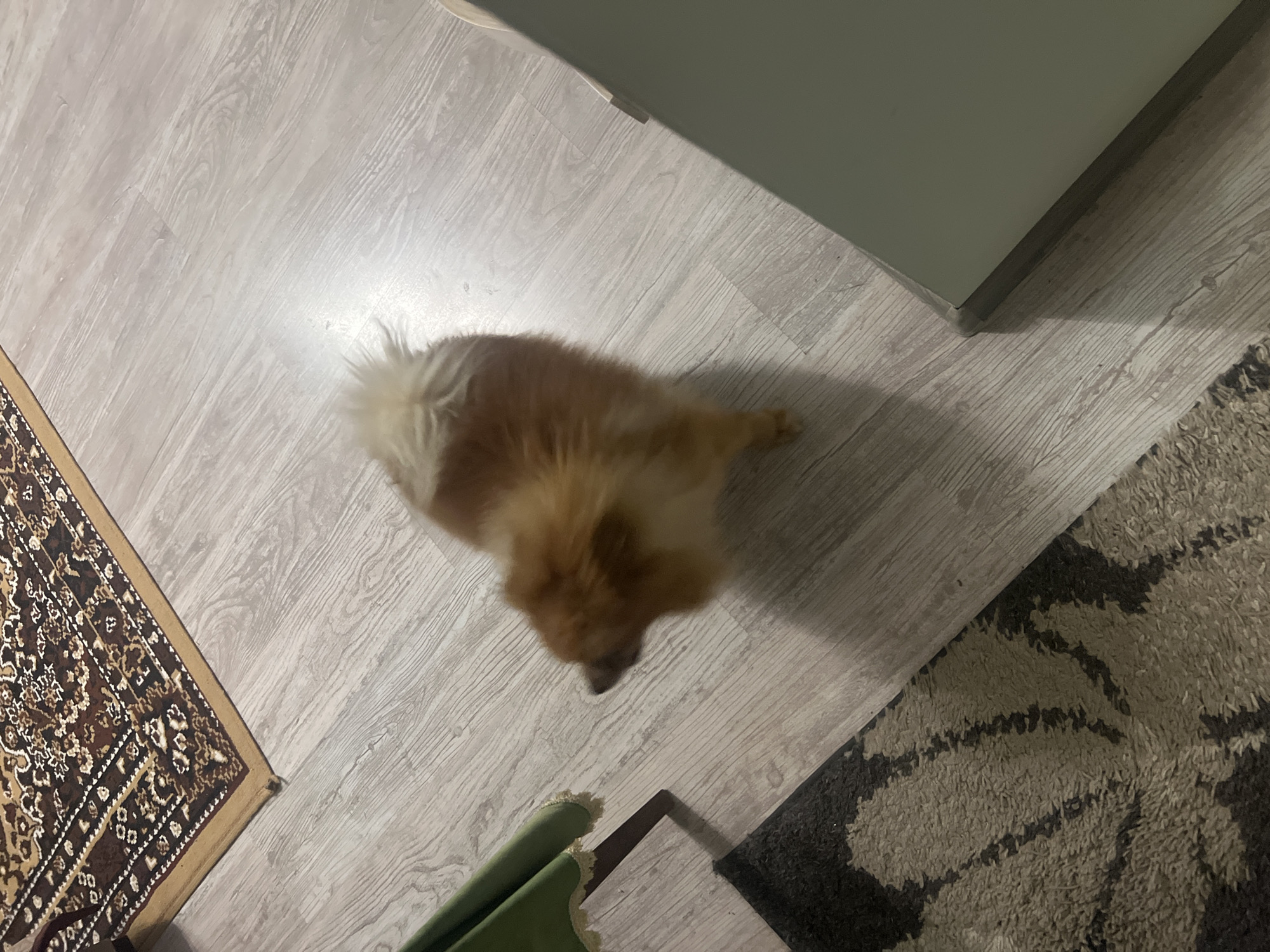This image depicts an indoor scene in Asenovgrad, Bulgaria. A small, fluffy dog with reddish-brown and cream fur is standing or in motion on a light grey wood-grain laminate floor, its head slightly blurred. The dog is positioned centrally, facing towards the left side of the frame. In the upper left corner, a corner of a traditional patterned rug with brown, beige, and cream motifs is visible. In the lower left, a dark brown and beige shaggy rug with an abstract pattern is partially seen. A dark wooden leg and a section of green upholstered furniture with a light fringe are present on the mid-left. A plain, light grey-green vertical surface, consistent with a wall or cabinet, is present along the right edge of the frame.