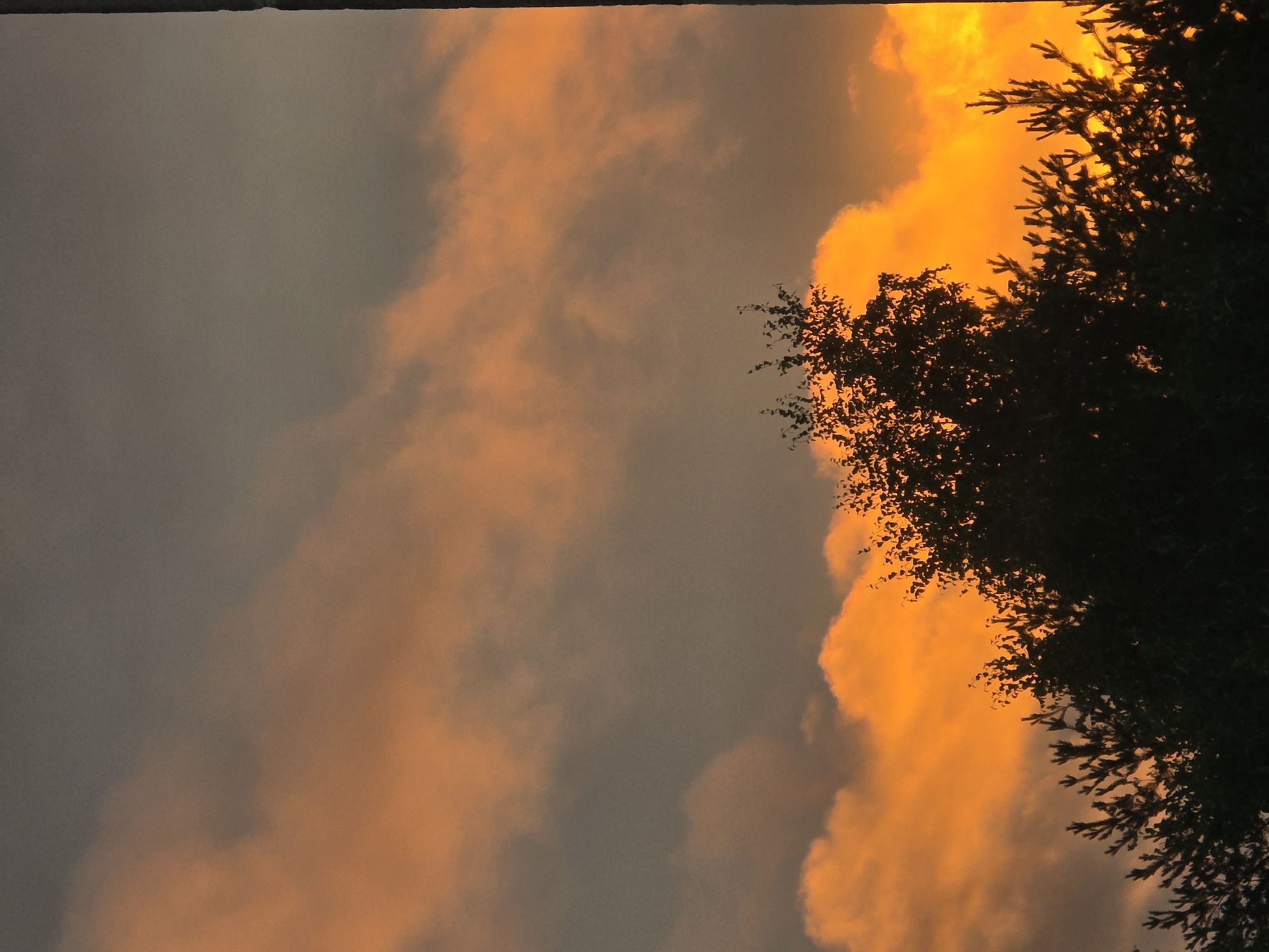 The image shows a silhouetted view of trees against a dramatic sunset sky. The clouds are illuminated with vibrant shades of orange and yellow, contrasting with darker gray clouds overhead. The trees, appearing as dark masses of foliage, are positioned in the lower portion of the frame, with their branches and leaves silhouetted against the bright sky. The scene is observed from below, looking upwards towards the sky. There are no people or any identifiable landmarks that would indicate a specific location within the city of Vilnius, Lithuania. The image captures a natural phenomenon without any human presence or urban context.