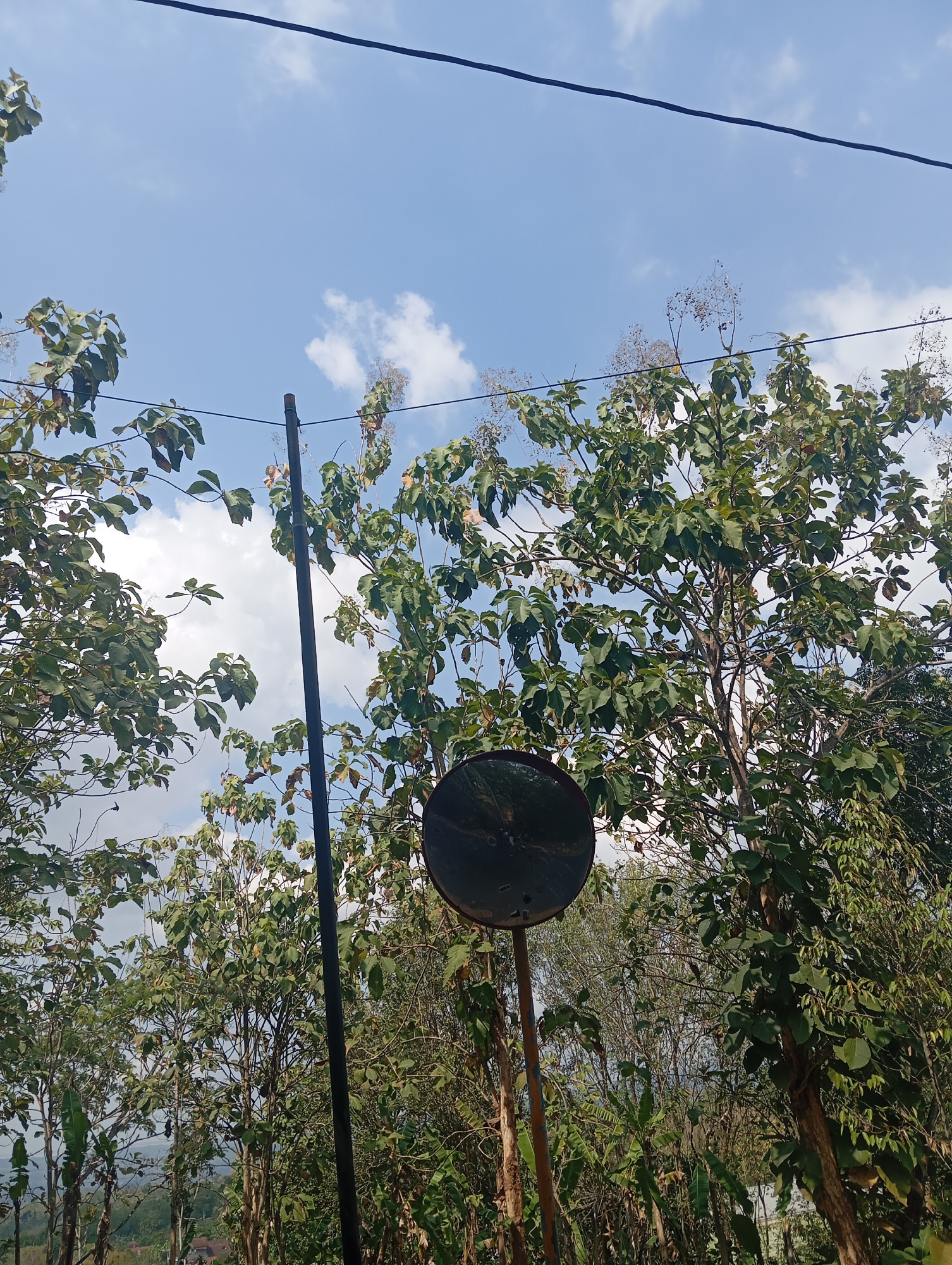 A wide-angle, low-angle shot captures a natural outdoor scene, likely in Sokaraja, Indonesia, on a bright, sunny day with a partially cloudy blue sky. The foreground is dominated by lush green foliage from several trees, with some dry seed pods visible on branches. A dark, circular convex mirror, mounted on a rusty metal pole, is positioned slightly off-center to the right. Another thin, dark metal pole stands vertically to the left of the mirror, and a black wire stretches across the top of the frame. In the distance, a gentle slope of hills covered in vegetation and some buildings can be seen. The scene suggests a rural or semi-rural setting, possibly near a road intersection where the mirror would be used for visibility. There are no people or animals present in the image.