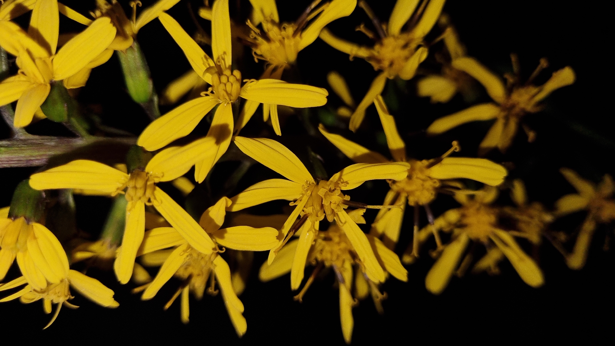A close-up, vertical, macro photograph features a cluster of small, bright yellow flowers against a dark, out-of-focus background. The flowers have elongated, slender petals radiating from a central, textured disk. Some of the flowers are in sharp focus, revealing intricate details of their stamens and pistils, while others are blurred and appear as soft yellow shapes. The stems and some green sepals are visible amongst the blossoms. The lighting highlights the petals, creating a sense of luminescence, and casts shadows that add depth to the composition. The overall impression is one of natural beauty and delicate detail. There is no indication of a specific location in the city of Vysokoe, Russia, or any human presence.