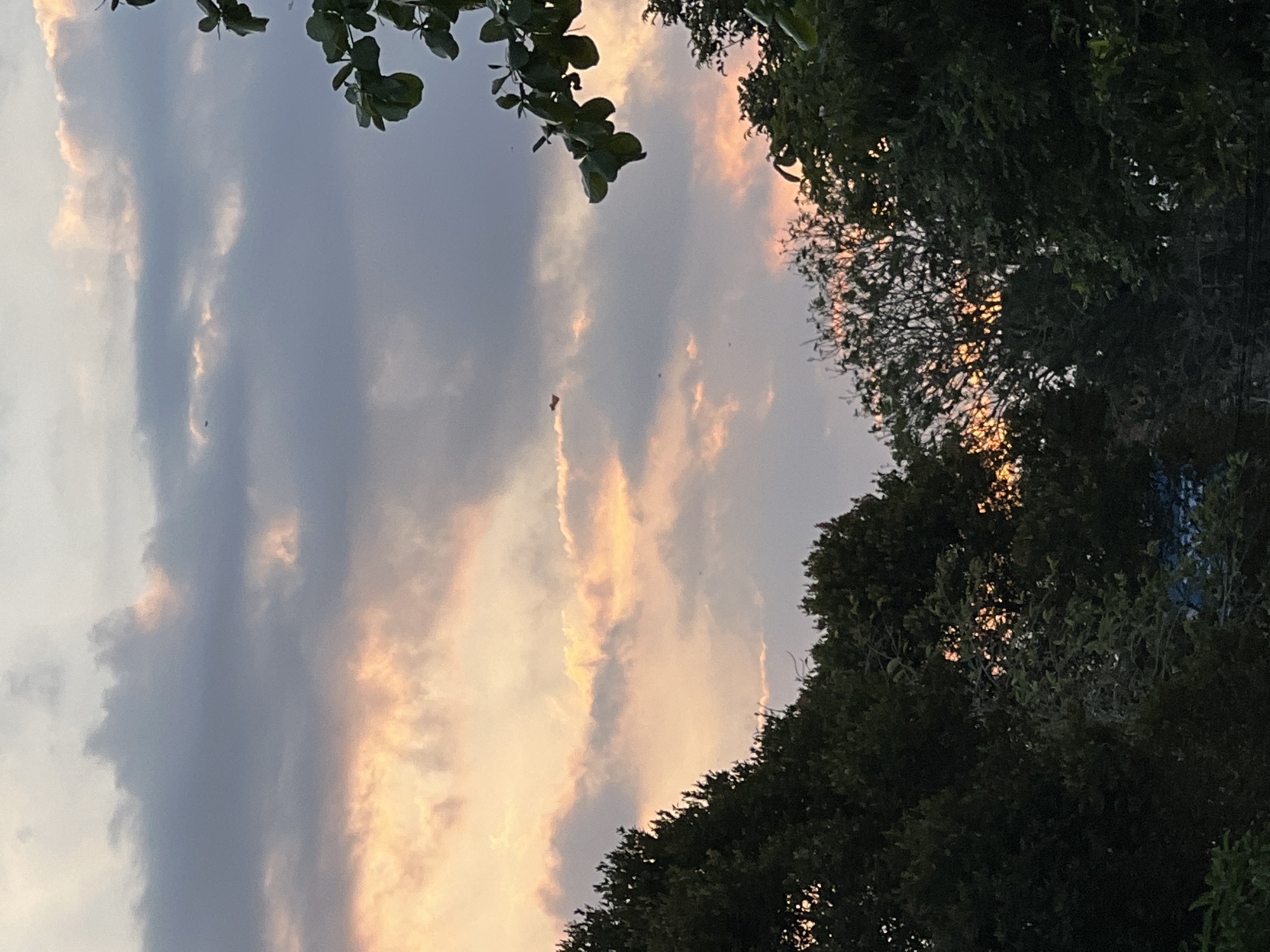 The image shows a sky with scattered clouds tinged with orange and pink hues from the setting sun. The foreground is dominated by the dark silhouettes of trees, their branches and leaves obscuring parts of the sky. In the upper central portion of the sky, a small, distant object, possibly a drone or a kite, is visible against a light-colored cloud. The scene appears to be an outdoor setting, likely a park or residential area, given the presence of trees and the soft natural light suggesting evening. The location is identified as Denpasar, Indonesia, suggesting a tropical environment. There are no people or direct interactions visible in the image.
