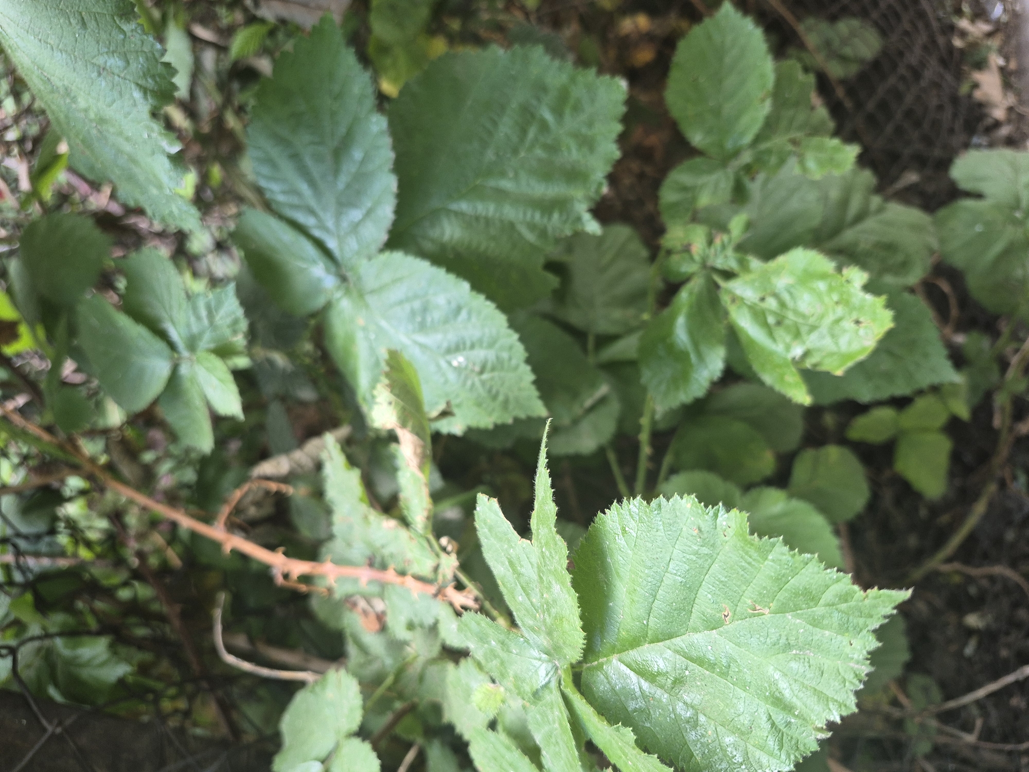 The image shows a close-up view of green leaves and thorny branches of a plant, possibly a blackberry bush, against a dark, out-of-focus background. The leaves are varied in size and shape, with some appearing crinkled and others smooth. A thin, brown, thorny branch extends diagonally across the upper-middle section of the frame. The overall impression is of dense, wild vegetation. The scene is not discernibly located in Yerevan, Armenia, or any other specific location; it is a generic depiction of a plant.