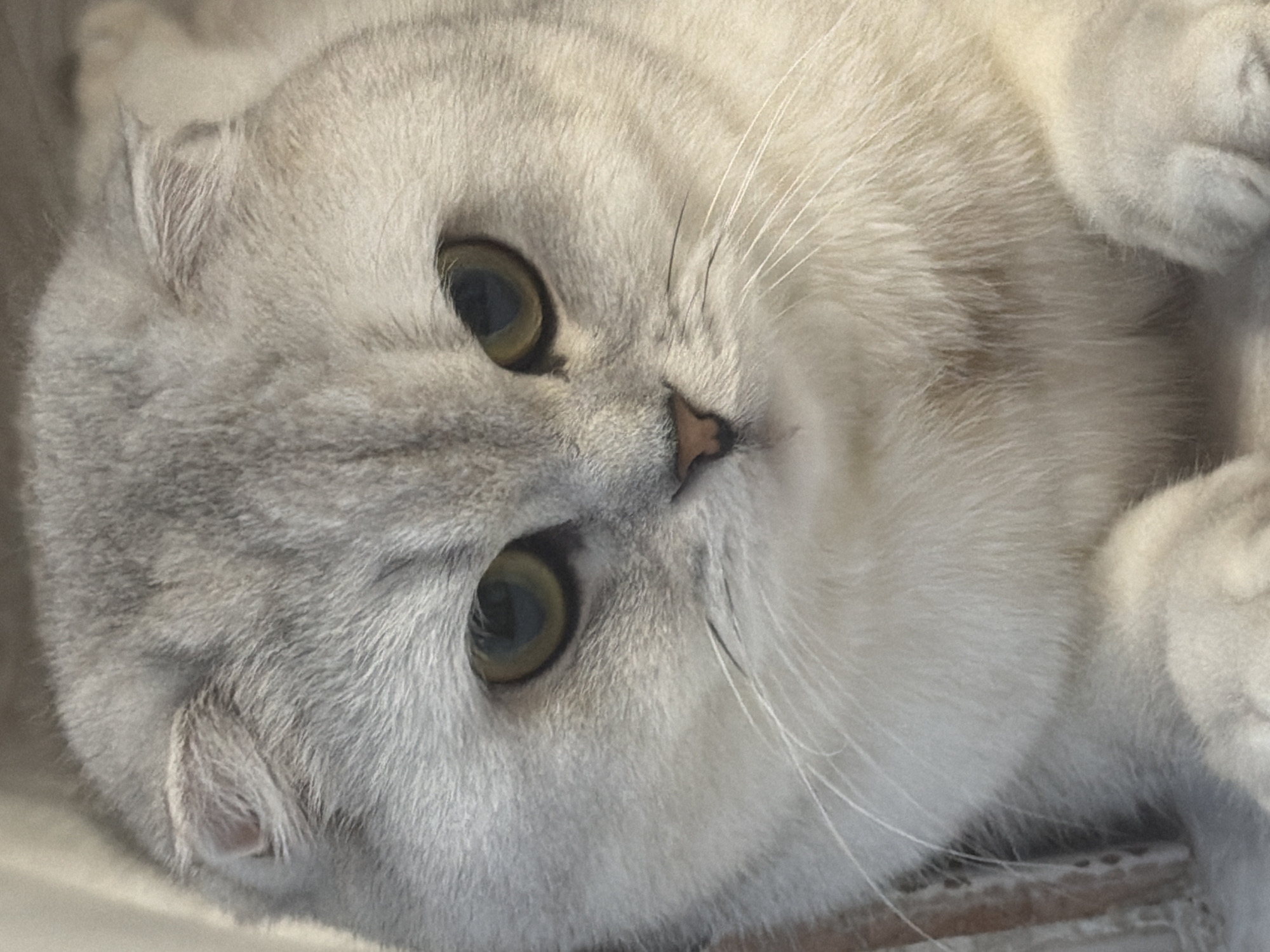This is a close-up, eye-level, medium shot of a Scottish Fold cat's face. The cat has light gray fur with some subtle tabby markings, round, expressive golden eyes, and distinctive folded ears. Its nose is a light pinkish-brown. The cat appears to be lying down, with its paws visible in the foreground. The background is blurred and neutral, suggesting an indoor setting. The image does not contain any information that would place it in Rome, Italy.