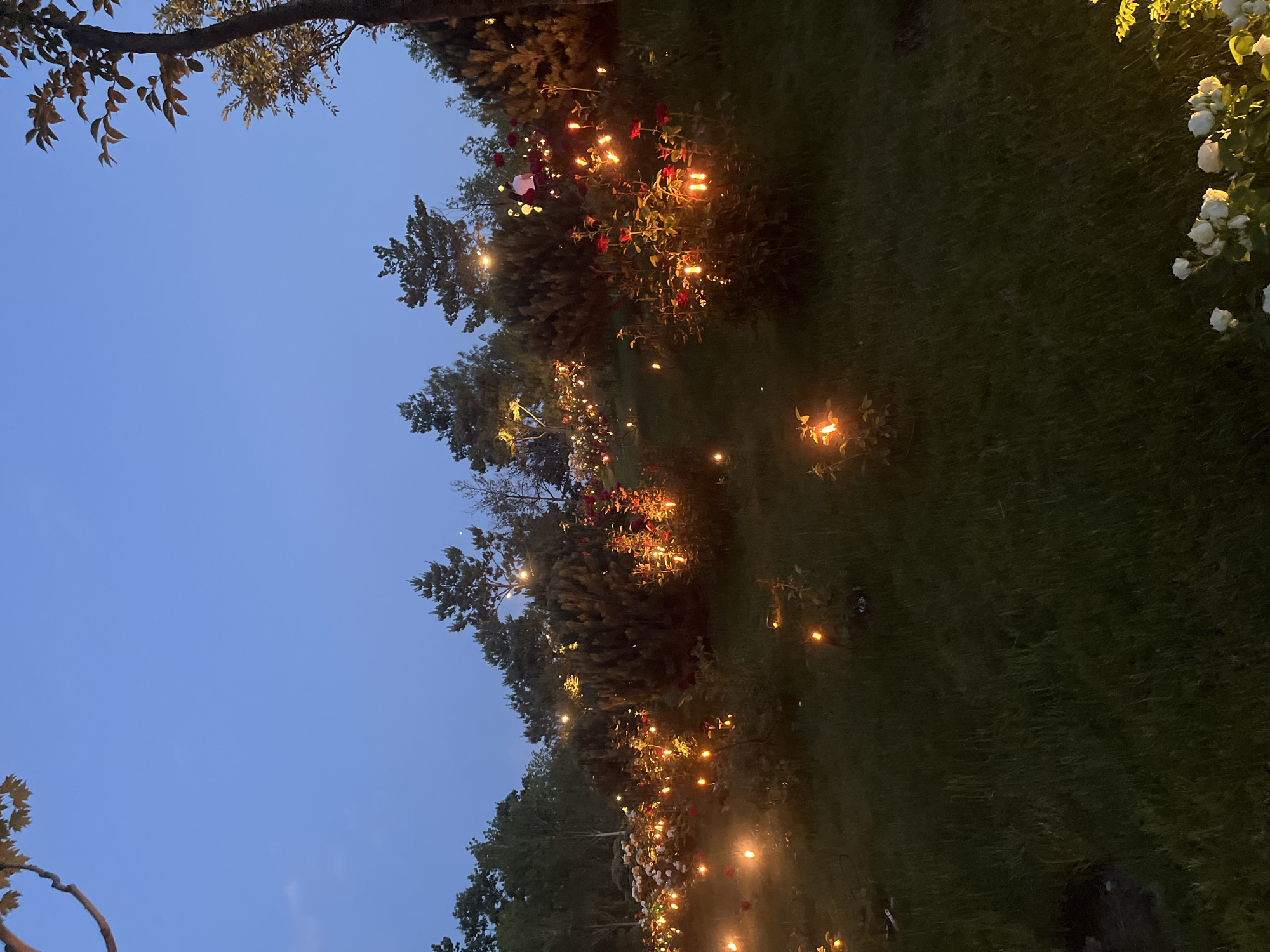 The image shows a garden at dusk, illuminated by numerous small, warm-toned lights. The lights are scattered amongst rose bushes and other greenery, creating a magical and festive atmosphere. In the background, several trees are visible, with their silhouettes outlined against the twilight sky. The overall impression is one of tranquility and natural beauty, enhanced by the soft, ambient lighting. The scene is likely in Krasnodar, Russia, given the presence of lush vegetation which thrives in the region's favorable climate.