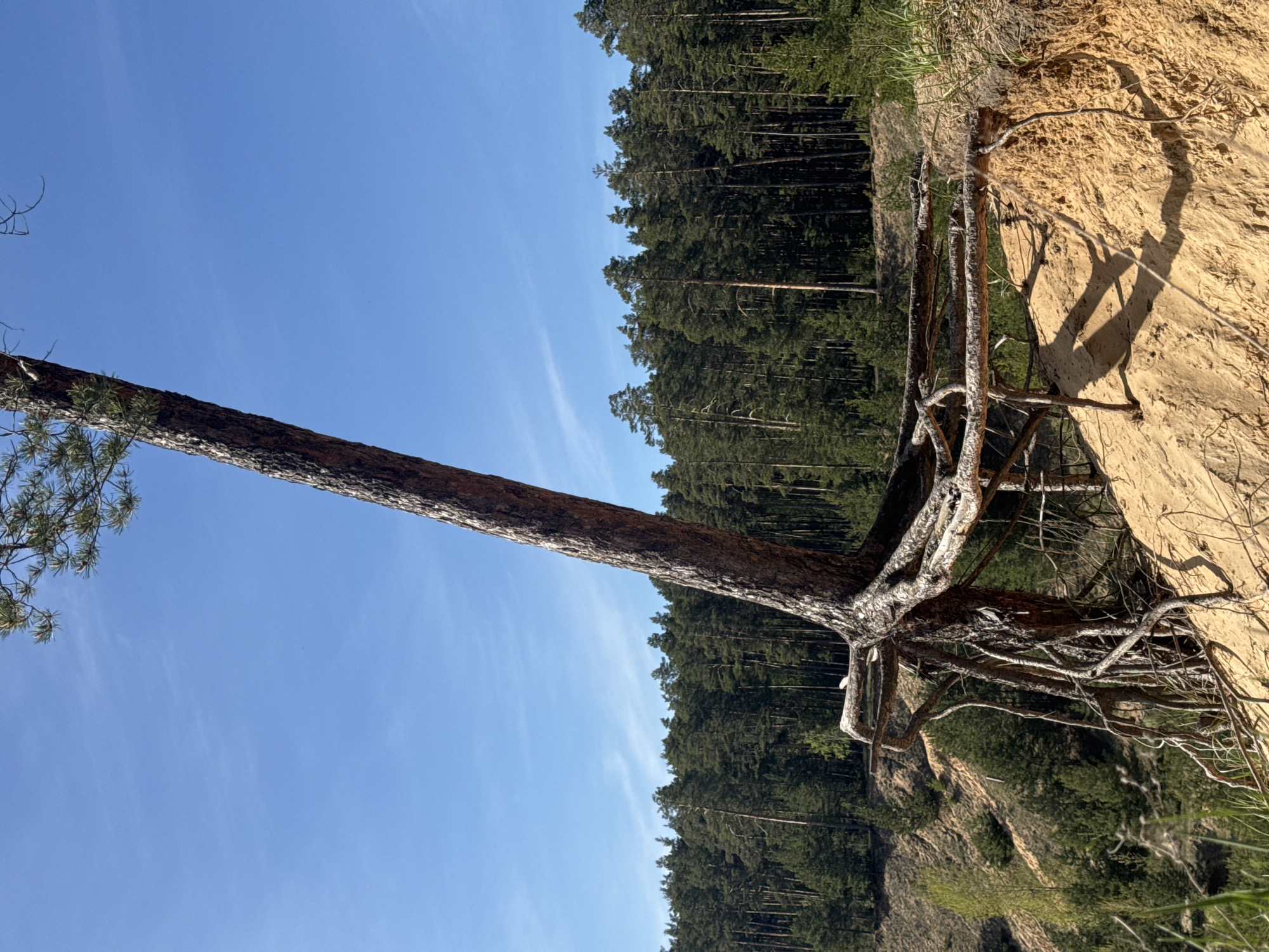 A pine tree, leaning to the left, emerges from a sandy cliffside in Kazan, Russia. The tree's exposed roots are visible against the sandy soil. Behind the cliff and the tree, a dense forest of tall, coniferous trees is visible against a blue sky with faint white clouds. The photograph is taken on a sunny day.