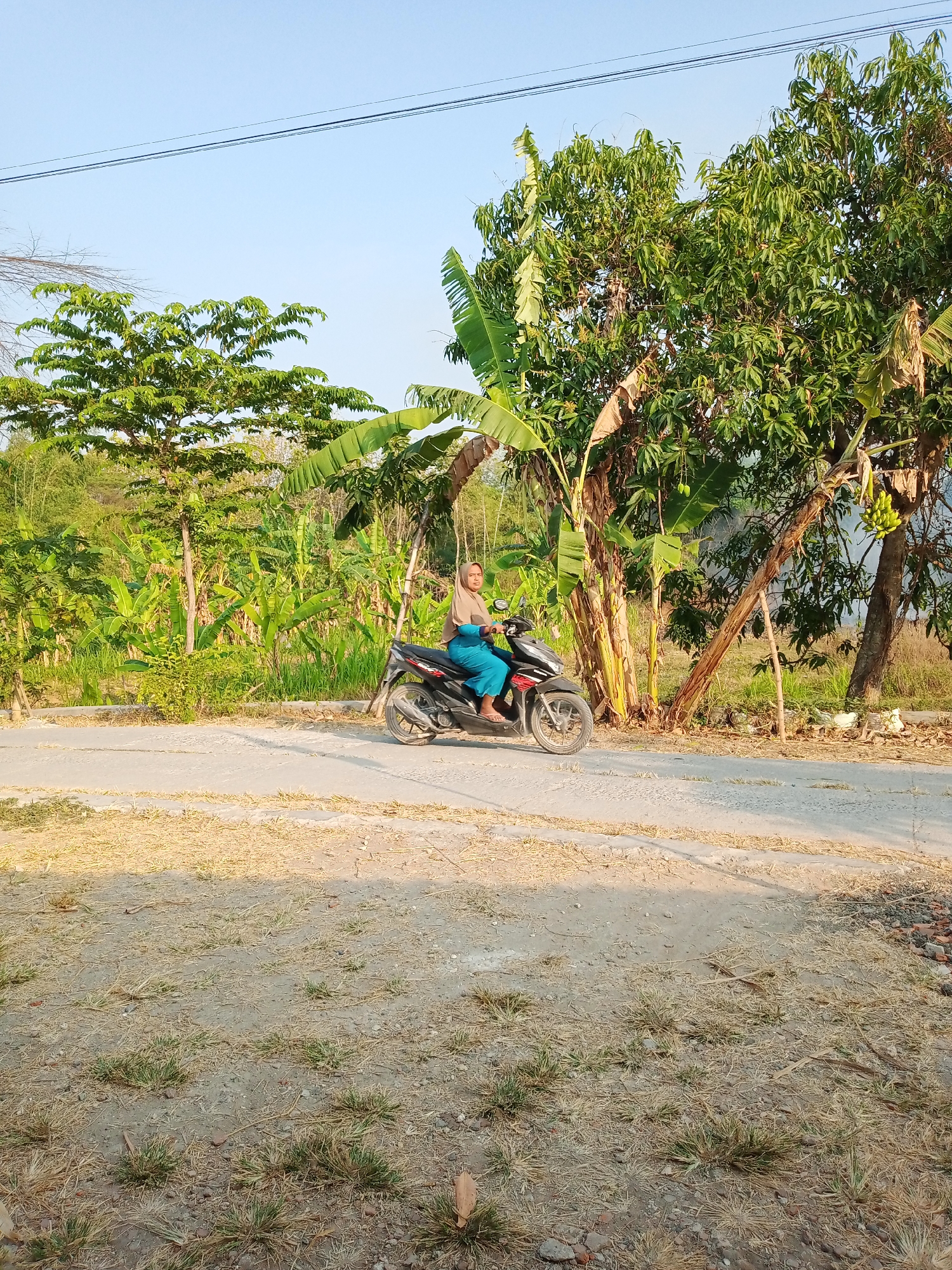 A woman wearing a blue headscarf and blue dress is riding a black and red scooter on a paved road in Kemiri, Indonesia. The road is bordered by dry, grassy ground and a lush green area with many banana trees and other foliage. A mango tree with green mangoes is visible to the right of the woman. The sky is clear and blue.
