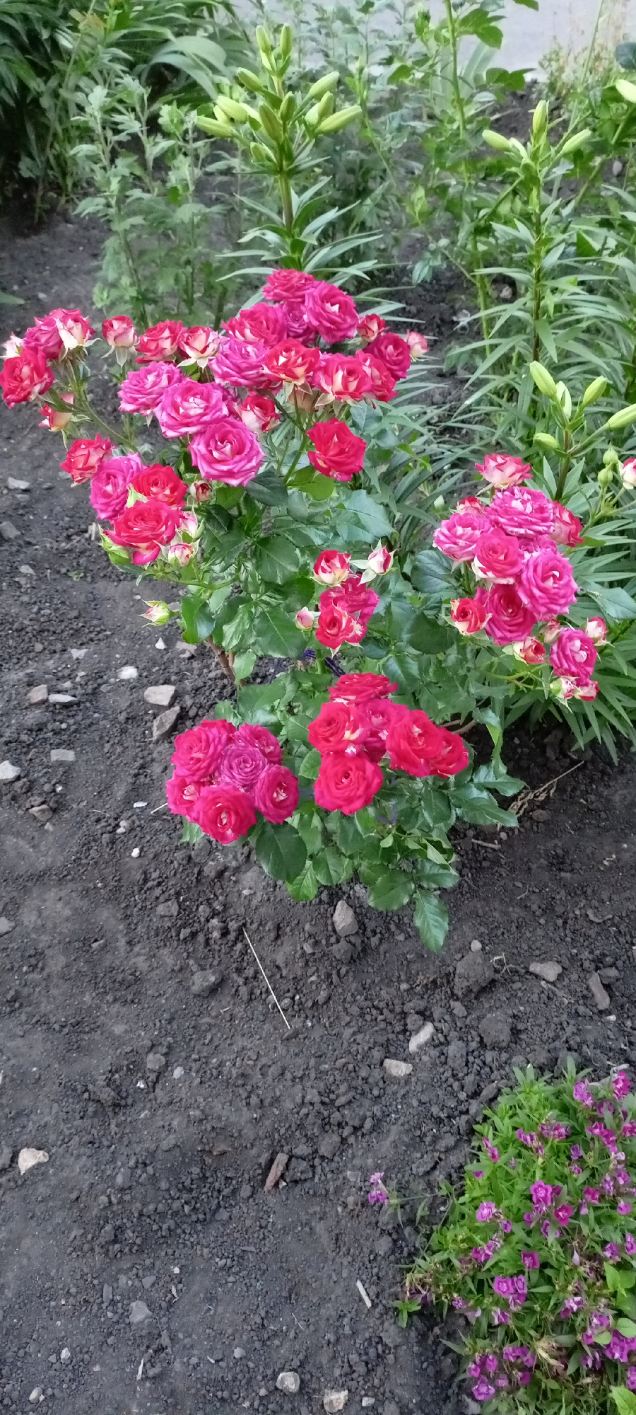 The image shows a close-up view of a garden bed in Kirsanov, Russia. In the foreground and mid-ground, a cluster of pink and red roses is in full bloom. The roses have multiple petals and vary in color from deep pink to lighter shades with white edges. Behind the roses, several stalks of lily plants are visible, most of which have unopened buds. The ground is covered with dark soil and scattered small rocks. In the lower right corner, a small patch of purple flowers is blooming amongst green foliage. The scene depicts a well-maintained garden, likely in a residential area or park within Kirsanov.