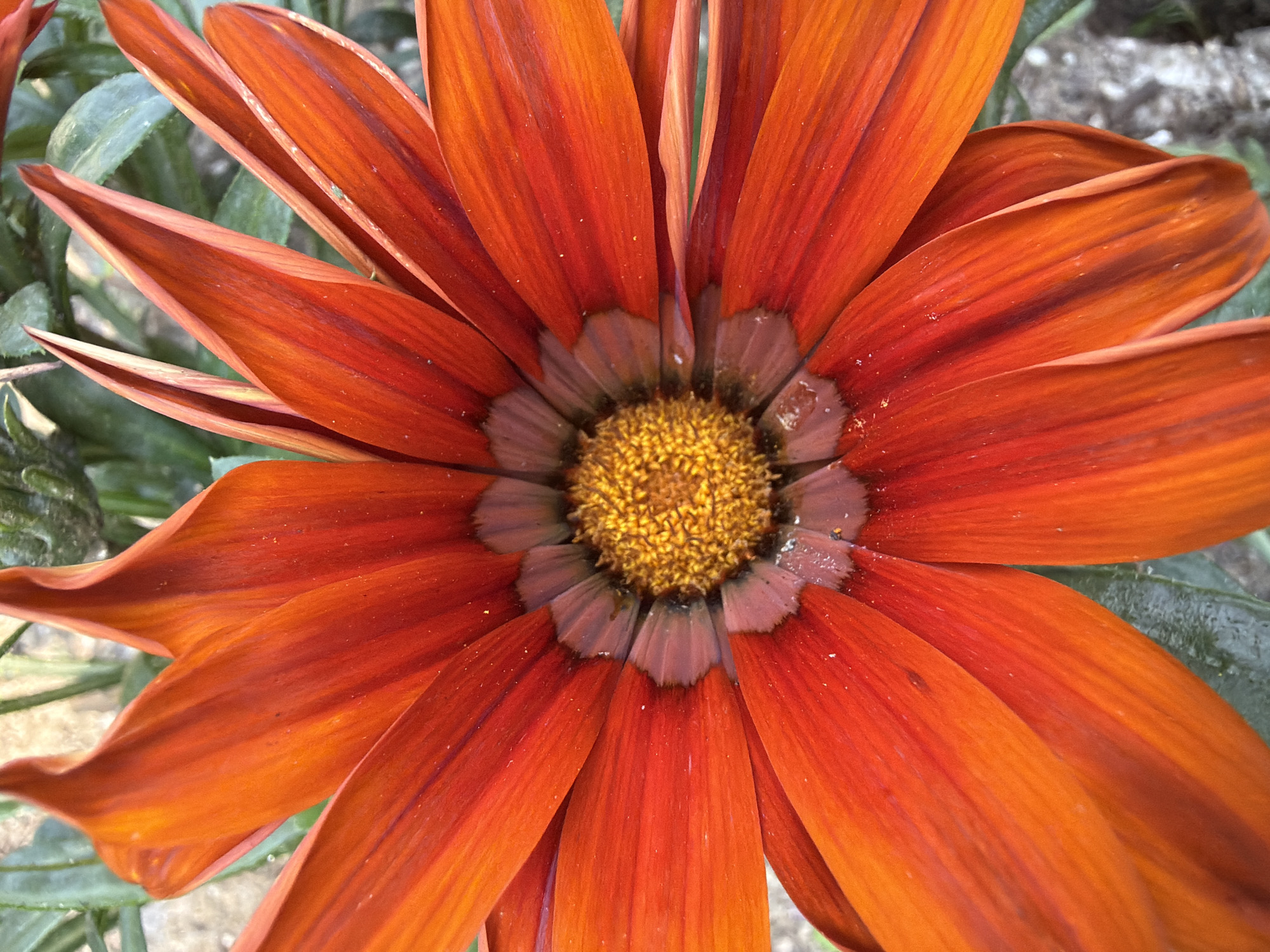 A close-up, full-frame shot captures the intricate details of an orange gazania flower. The petals, a vibrant gradient of deep red to bright orange, radiate outwards from the central disc. Dark, purplish-brown streaks mark the base of each petal, transitioning into a lighter brown towards the center. The flower's heart is a textured, golden-yellow disc, composed of numerous tiny florets. Dewdrops glisten on some of the petals, hinting at recent moisture. The background is softly blurred, with hints of green foliage and a light-colored, rough surface, possibly stone or soil. The image is sharp and well-lit, emphasizing the delicate textures and rich colors of the flower. The location in Pazardzhik, Bulgaria, is not discernible from the image itself.