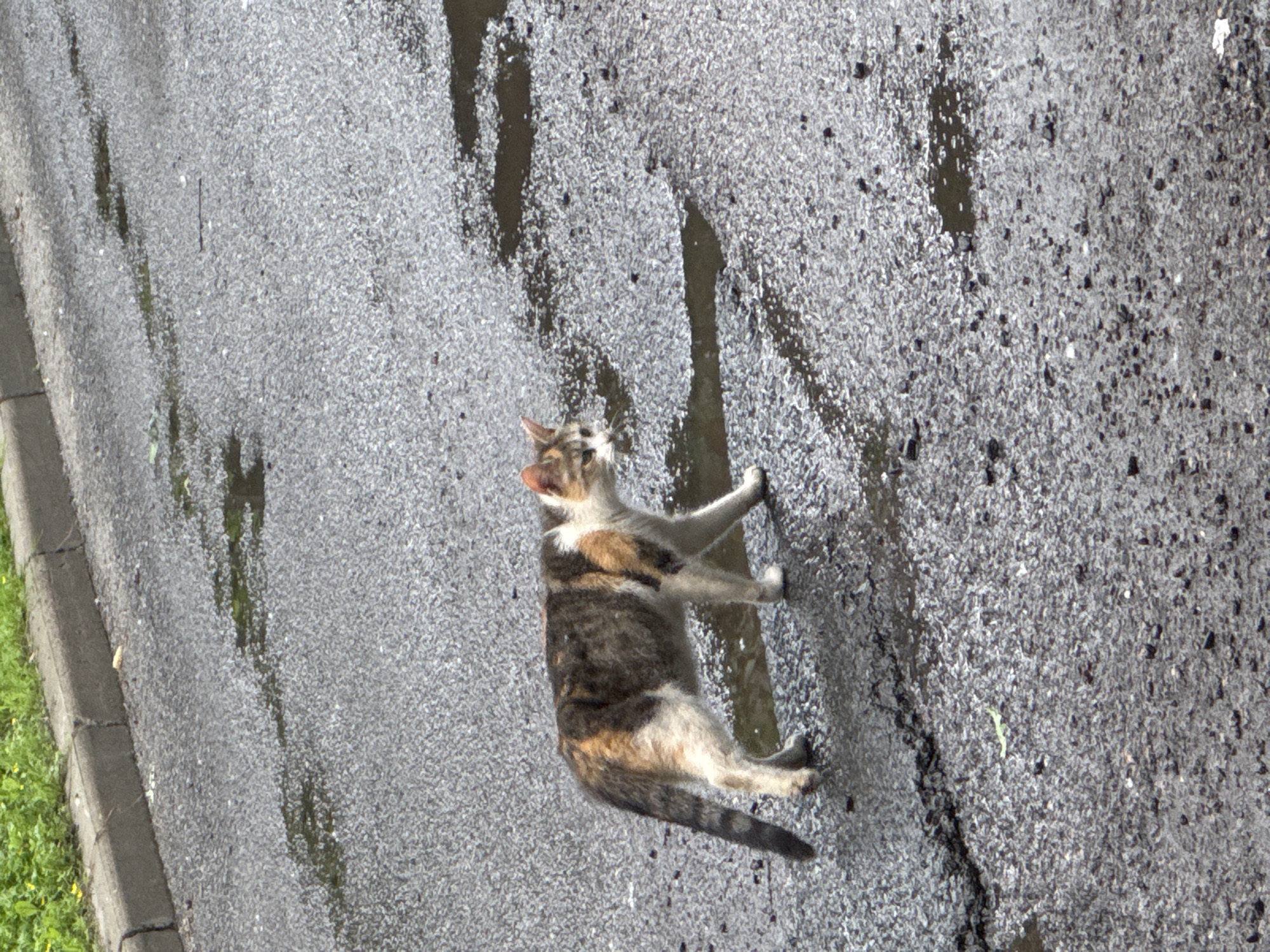 A medium shot shows a calico cat walking on a wet asphalt surface. The cat is walking from left to right across the frame, its body angled slightly towards the viewer. The cat's fur is a mix of white, brown, and black patches. Its tail is held straight out behind it, and its paws are extended as it walks. The asphalt is dark and appears to be cracked in some areas, with several puddles of water reflecting the overcast sky. To the left of the asphalt, there is a curb and a patch of green grass with some yellow flowers. The scene appears to be an outdoor urban environment, possibly a street or a parking lot, in Saint Petersburg, Russia, given the presence of the curb and asphalt typical of the city.