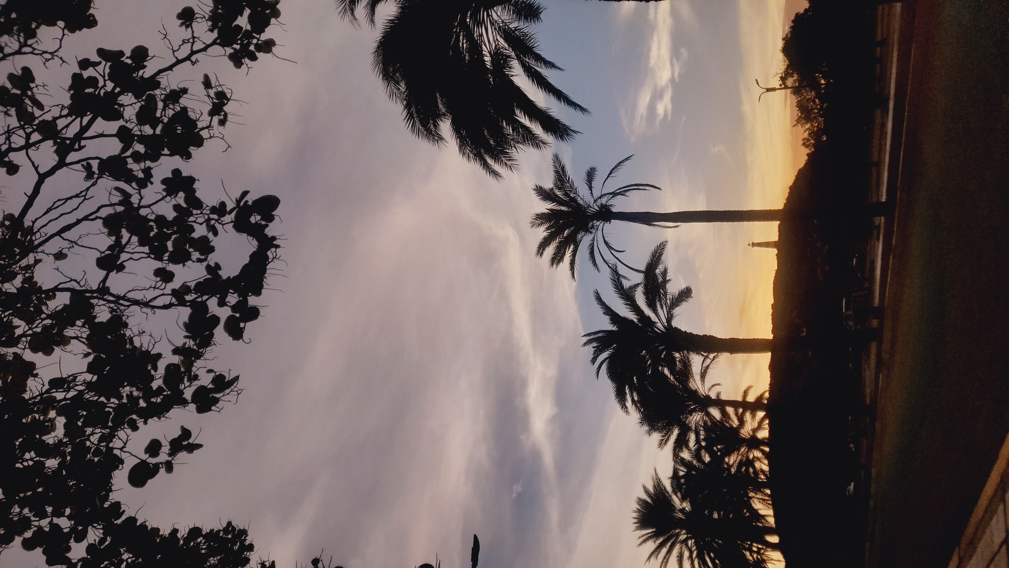 A silhouette of palm trees lines the foreground of an image taken during a sunset in Pedro González, Venezuela. The sky is painted with streaks of pink, purple, and orange, with wispy clouds. The palm trees are dark against the colorful sky, with their fronds spread out. In the distance, a lighthouse stands on a hill, also silhouetted. The scene is peaceful and serene, with a sense of calm and tranquility.