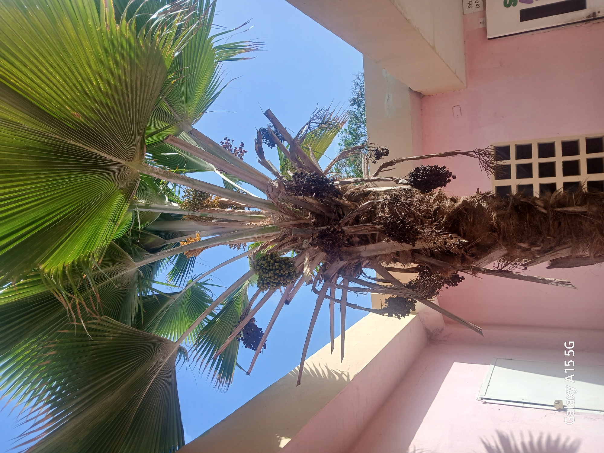 The image depicts a palm tree with large green fronds and clusters of unripe, green fruits. The trunk of the palm has a fibrous, brown texture. The view is taken from below, looking up at the tree against a clear blue sky. The tree is located close to a building with pink exterior walls and a beige overhang. A small, white-framed window is visible on the building's wall. The presence of Spanish writing on a sign on the building, along with visual assessment, implies that the location is likely in a Spanish-speaking area. Based on the prompt that indicates the location is in Porlamar, Venezuela, this is a scene of a tropical setting.