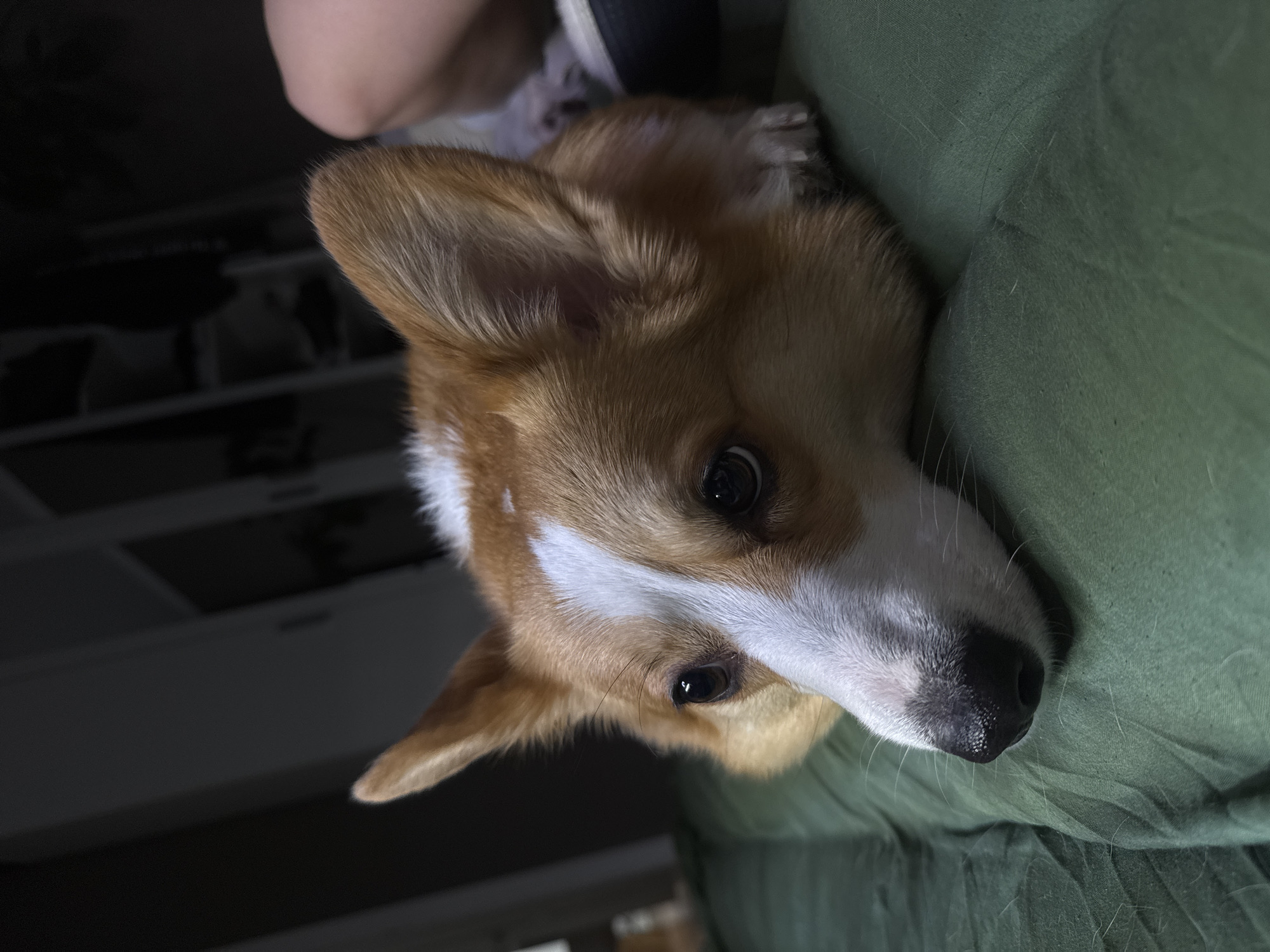 A fawn and white Corgi dog is the central subject of this close-up, portrait-style image. The dog is lying down on an olive-green fabric, which appears to be a blanket or bedsheet, with its head tilted slightly to the right. It gazes directly at the viewer with wide, alert, and dark eyes. The dog's fur is predominantly a fawny orange-brown, with prominent white markings on its forehead, snout, and chest. Its dark nose appears moist.
The green fabric, which covers much of the foreground and right side, shows wrinkles and scattered light-colored dog hairs. In the upper left corner, a blurred portion of a human leg or foot, wearing a black and white shoe or slipper, is visible, indicating a person's presence nearby. The background is dark and out of focus, suggesting an indoor setting with indistinct furniture or shelving in dim lighting. The overall mood is calm and observant, capturing the dog's attentive expression. No text is visible in the image.