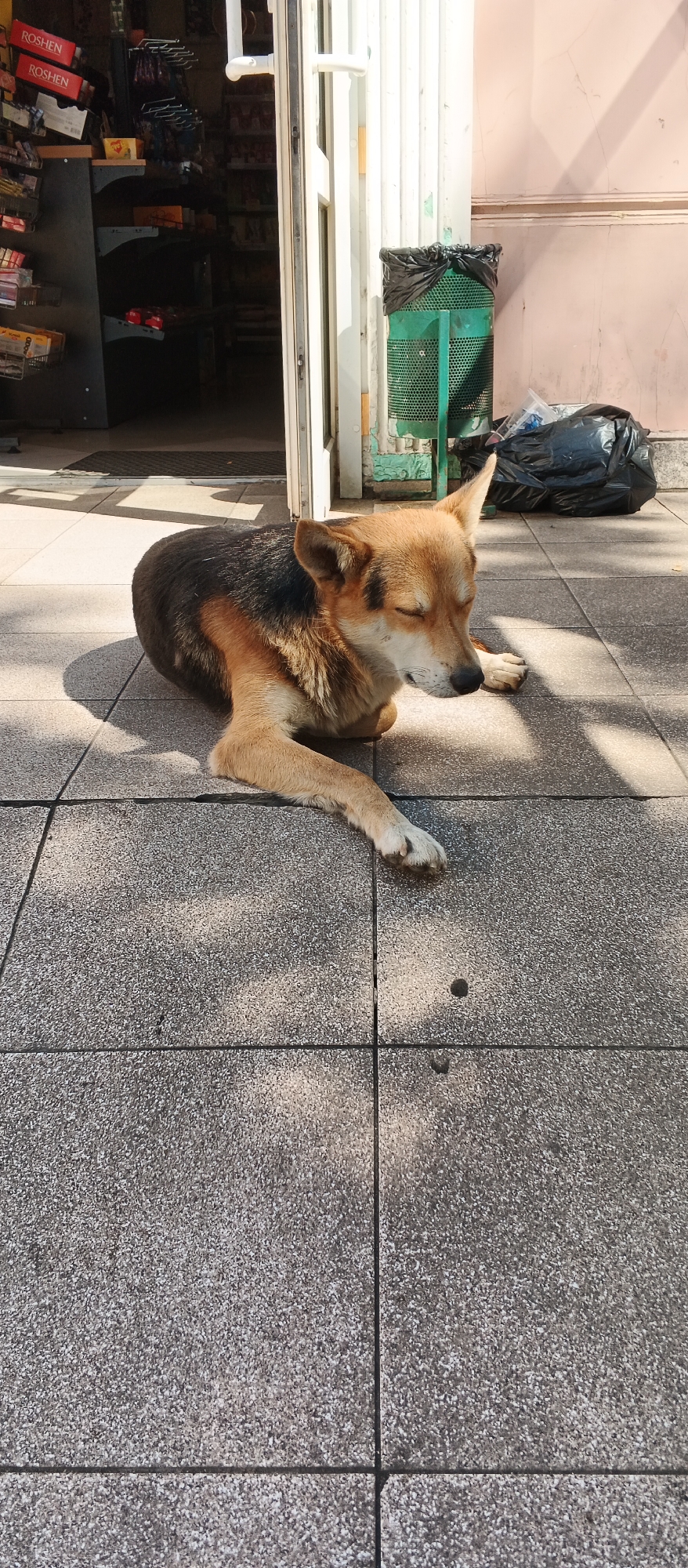 A medium-sized dog with brown and black fur is lying on a tiled sidewalk outside a shop. The dog has its eyes closed and appears to be resting in the sun. Behind the dog, a green trash can with a black trash bag is visible, along with a pink wall and part of a building. The shop entrance, with a white door and frame, is to the left of the dog, revealing shelves stocked with various items. The scene is lit by sunlight, creating shadows on the sidewalk. This scene is likely located in Berehove, Ukraine, a city known for its shops and urban streetscapes.