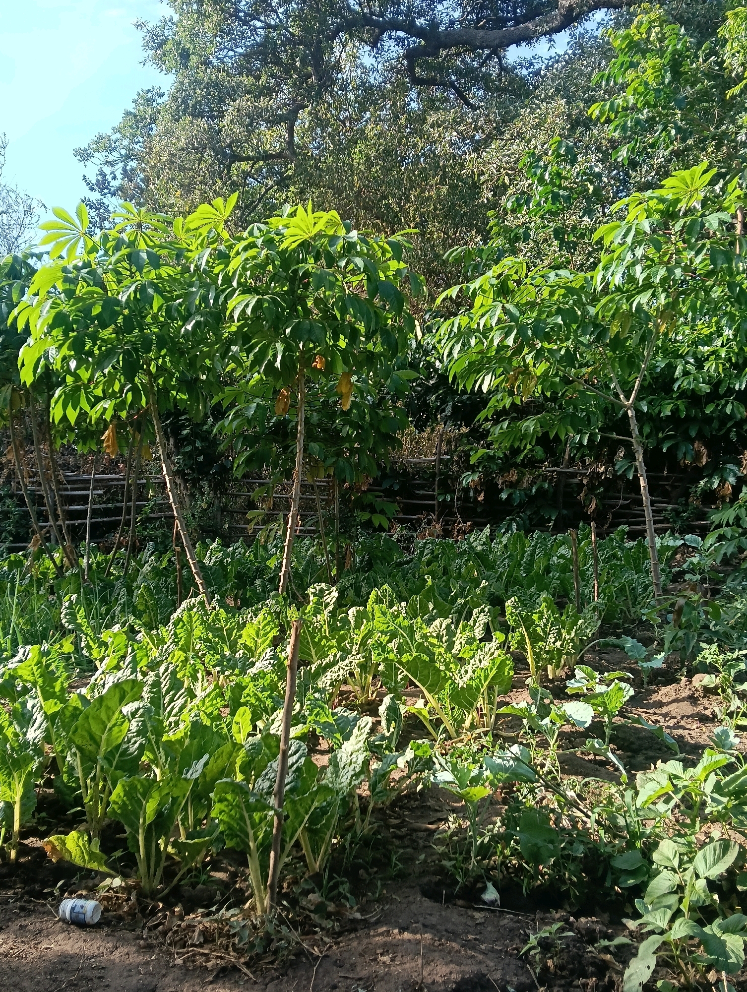The image depicts an outdoor scene in what appears to be a garden or farm. The foreground is dominated by rows of leafy green vegetables, likely chard or spinach, growing in rich, dark soil. Some of these plants have prominent, thick stems and broad, crinkled leaves. In the middle ground, several young trees with sparse trunks and bright green, palmate leaves are visible. Some of these trees have what appear to be dried, elongated pods hanging from them. Behind the trees, a wooden fence structure is partially visible, constructed from upright poles and horizontal branches. The background is filled with dense foliage from larger trees and shrubs, suggesting a natural or semi-natural environment. The sky above is a clear, light blue with some hints of sunlight filtering through the leaves. A discarded plastic bottle lies on the soil in the lower left corner of the image. The scene is bathed in natural light, casting shadows on the ground. There are no people or animals visible in the image. The overall impression is one of cultivation and natural growth. This scene is located in the city of Mutitu, Kaliku Ward, Kenya.