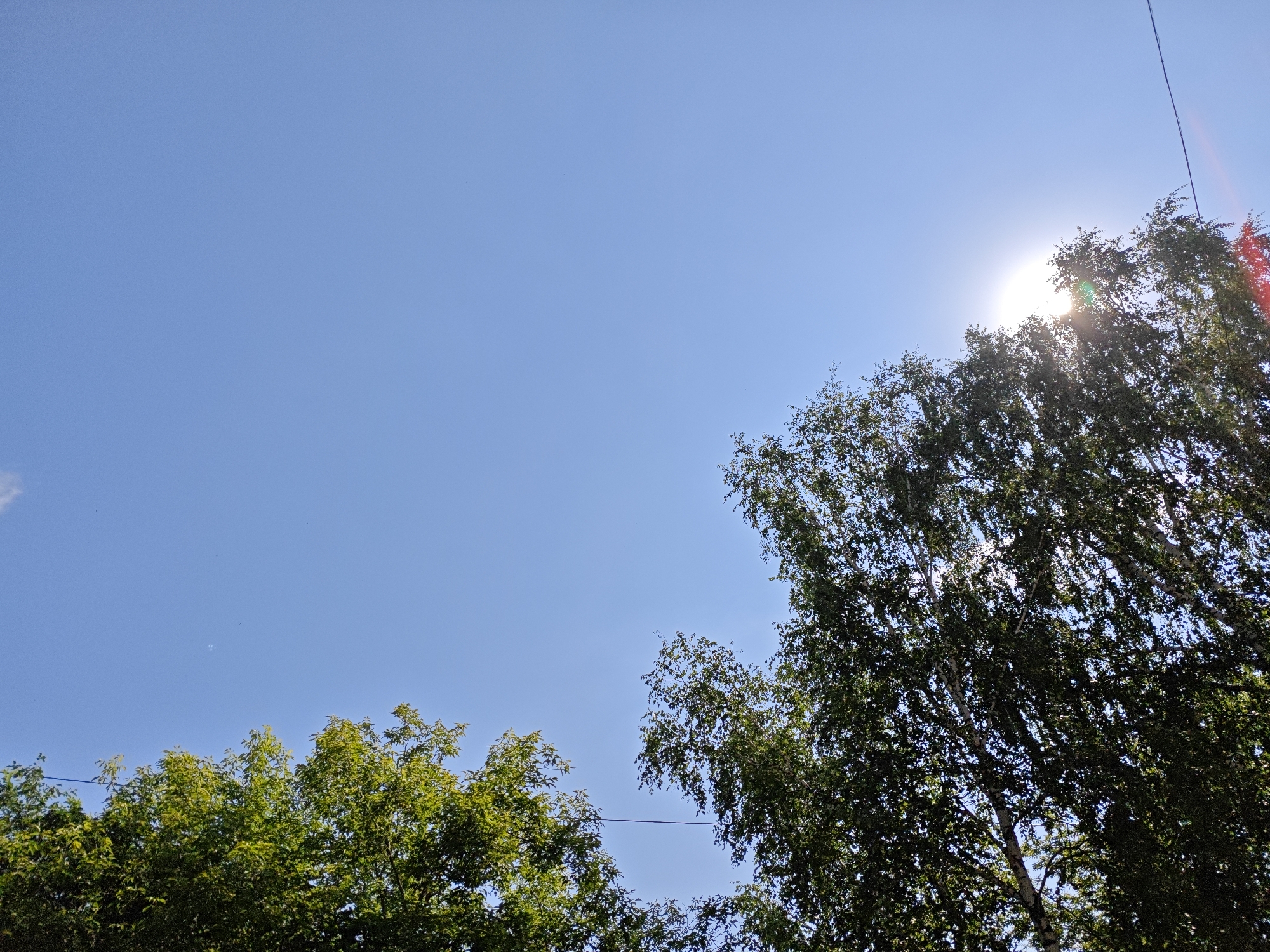 The image shows a view of the sky from below, with the tops of trees and the sun visible. The sky is clear and blue. On the right side of the image, the sun is shining brightly, partially obscured by the leaves of a large tree, likely a birch tree due to its white bark visible in places. The leaves of this tree are dark green. On the left side, another tree with lighter green foliage is visible, appearing to be a deciduous tree. A thin black wire is visible spanning across the sky, connecting to the top right of the frame. The scene is set outdoors, in a natural environment with trees, under a bright sky, suggesting it is daytime. The specific location in Боровский, Russia is not directly identifiable from the visual elements in the image.