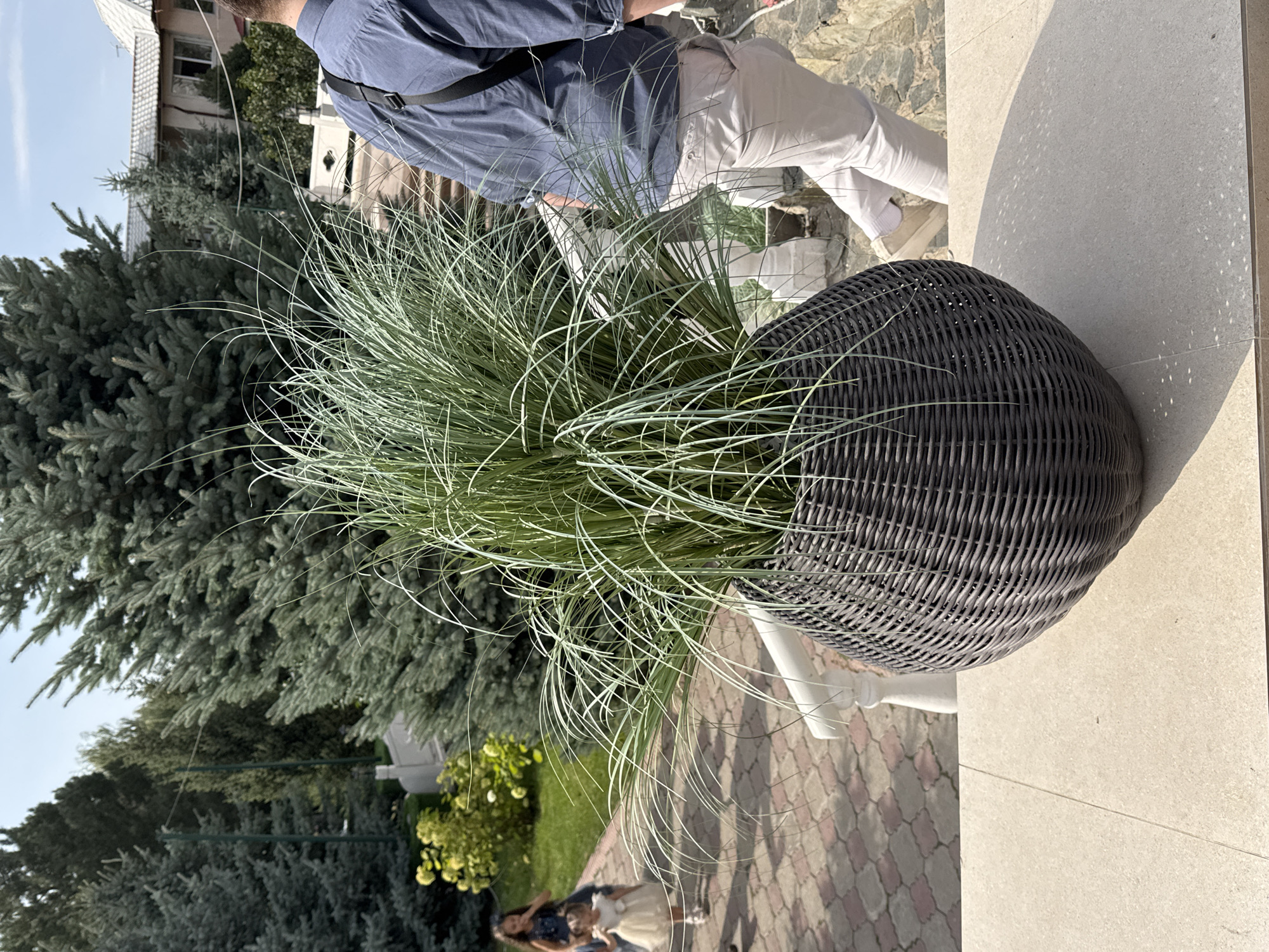 The image depicts an outdoor scene in Koy Tash, Kyrgyzstan, on a sunny day. In the foreground, a large, dark woven planter holds a tall, bushy ornamental grass. The planter sits on a beige tiled surface. To the right of the planter, a person wearing a navy blue collared shirt and light-colored trousers walks up a stone staircase. The person's back is partially visible, and they have a dark strap over their shoulder.
In the middle ground, a paved walkway with hexagonal and square brown and tan tiles is visible. Two young girls are walking on this path. One girl, wearing a dark dress, is in the background and appears to be reaching for the other girl. The second girl, in the foreground and closer to the viewer, wears a light-colored, frilly dress. A white balustrade with decorative pillars runs alongside the walkway.
The background is dominated by lush green trees, including several large blue spruce trees. Beyond the trees, residential buildings with light-colored roofs are visible. The sky is a clear, pale blue. The overall impression is one of a well-maintained outdoor area, likely a garden or courtyard, associated with a residential property.