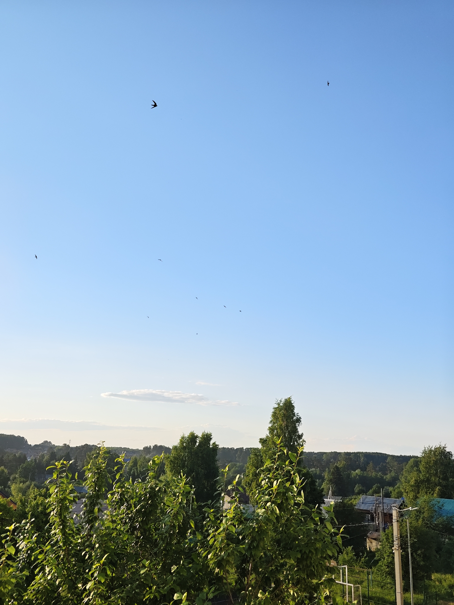 The media file presents a serene panoramic landscape view, likely captured in Chaikovsky, Russia, during the late afternoon or early evening. The scene is dominated by a vast, clear blue sky, transitioning from a lighter hue at the horizon to a deeper blue overhead. A few wispy, elongated white clouds are visible along the distant horizon.
Numerous small, dark silhouettes of birds are scattered across the sky, actively flying. Their distinct shapes suggest they are swallows or swifts, soaring gracefully through the air. One prominent bird is visible in the upper left, with others appearing as smaller specks further away, adding a dynamic element to the tranquil sky.
The lower portion of the image is filled with lush, vibrant green foliage. In the foreground, a dense array of leafy trees and bushes, possibly fruit trees, are bathed in warm, soft sunlight. Beyond these, a residential area is visible, with several houses or buildings partially obscured by trees. Some structures appear to have blue or dark roofs. A concrete utility pole with power lines and a fence are also discernable on the right side, indicating human infrastructure amidst the natural setting.
The background features an extensive, dense forest stretching across the horizon, typical of forested regions in Russia. The overall impression is one of peaceful natural beauty and a calm atmosphere, with no visible text or identifiable people. The clear sky and soft lighting suggest pleasant weather conditions.