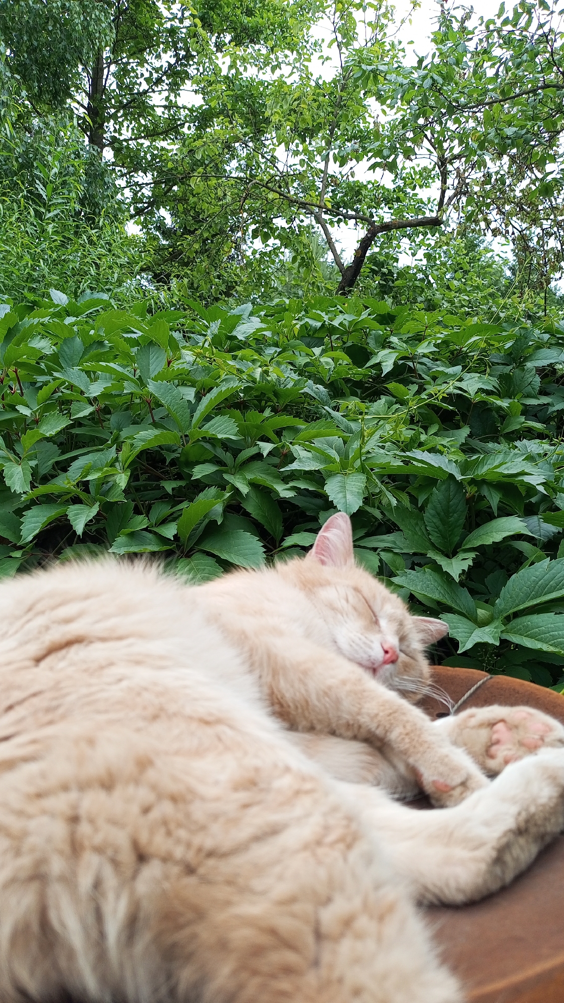 A fluffy, light orange cat is sleeping peacefully outdoors, lying on its side on a brown surface. The cat's eyes are closed, and its nose is pink, indicating it is deep in slumber. Its paws are tucked comfortably, with one paw resting on the surface and another slightly raised. The background is dominated by lush, green foliage, with trees and bushes forming a dense canopy overhead. The leaves are vibrant and healthy, suggesting it is a warm, pleasant day. The lighting implies it could be daytime, possibly late morning or afternoon, with diffused light filtering through the leaves, indicating a cloudy or overcast sky. The scene evokes a sense of tranquility and relaxation, with the cat enjoying a nap in a natural, serene environment. The location context is Юдино, Russia. There is no visible text in the image.