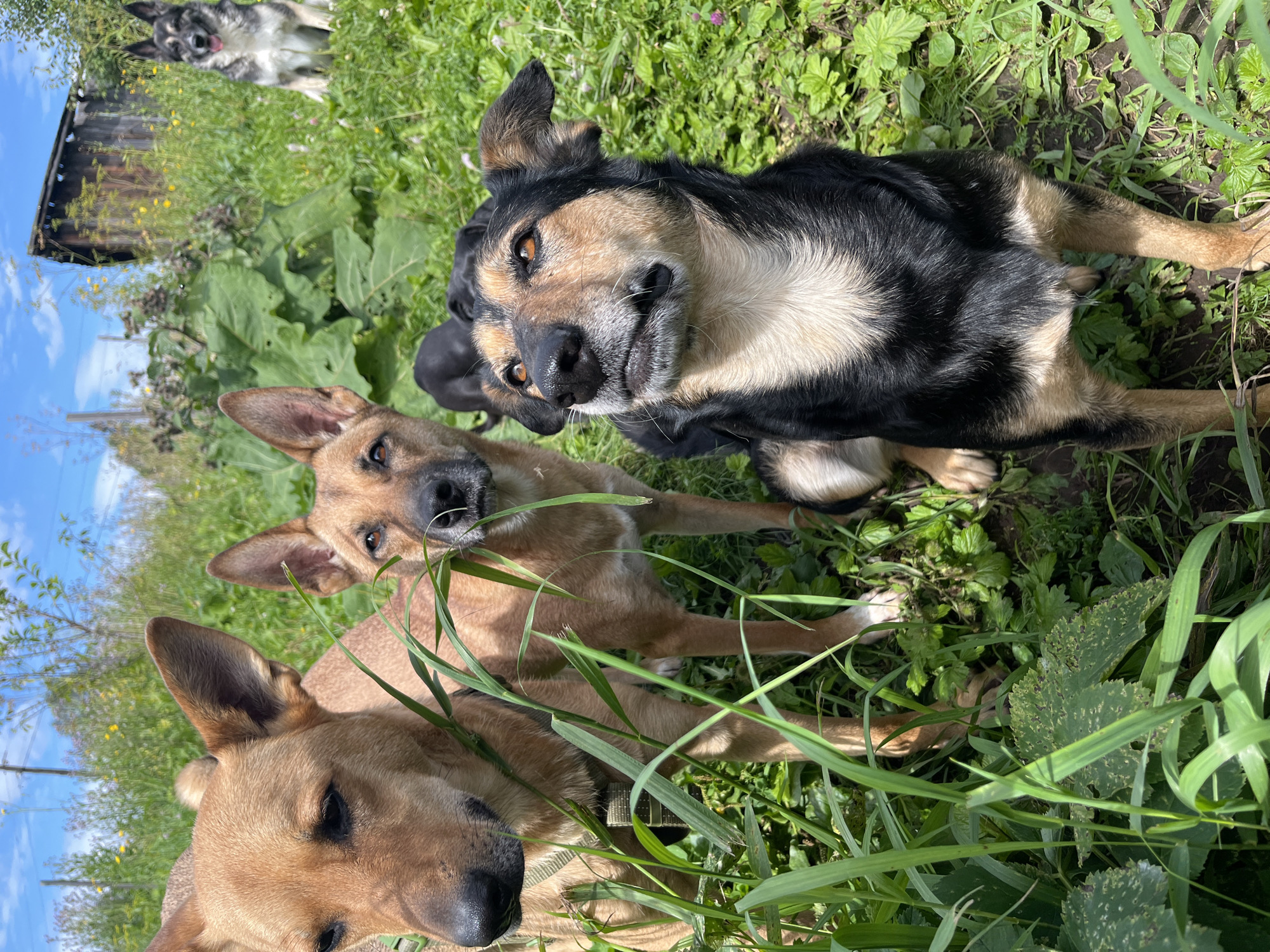 The image depicts a group of dogs in an outdoor, grassy area. In the foreground, a tan-colored dog is on the left, partially obscured by tall green grass. To its right, another tan-colored dog is visible. In the center and slightly to the right of the foreground dogs, a black and tan dog is looking upwards with a curious expression. In the background, a black and white dog sits attentively, with a wooden structure and lush greenery behind it. The environment appears to be a rural or semi-rural setting, with a mix of grass, wildflowers, and a dilapidated wooden building. The sky above is blue with scattered clouds. The location is identified as Nizhny Tagil, Russia.