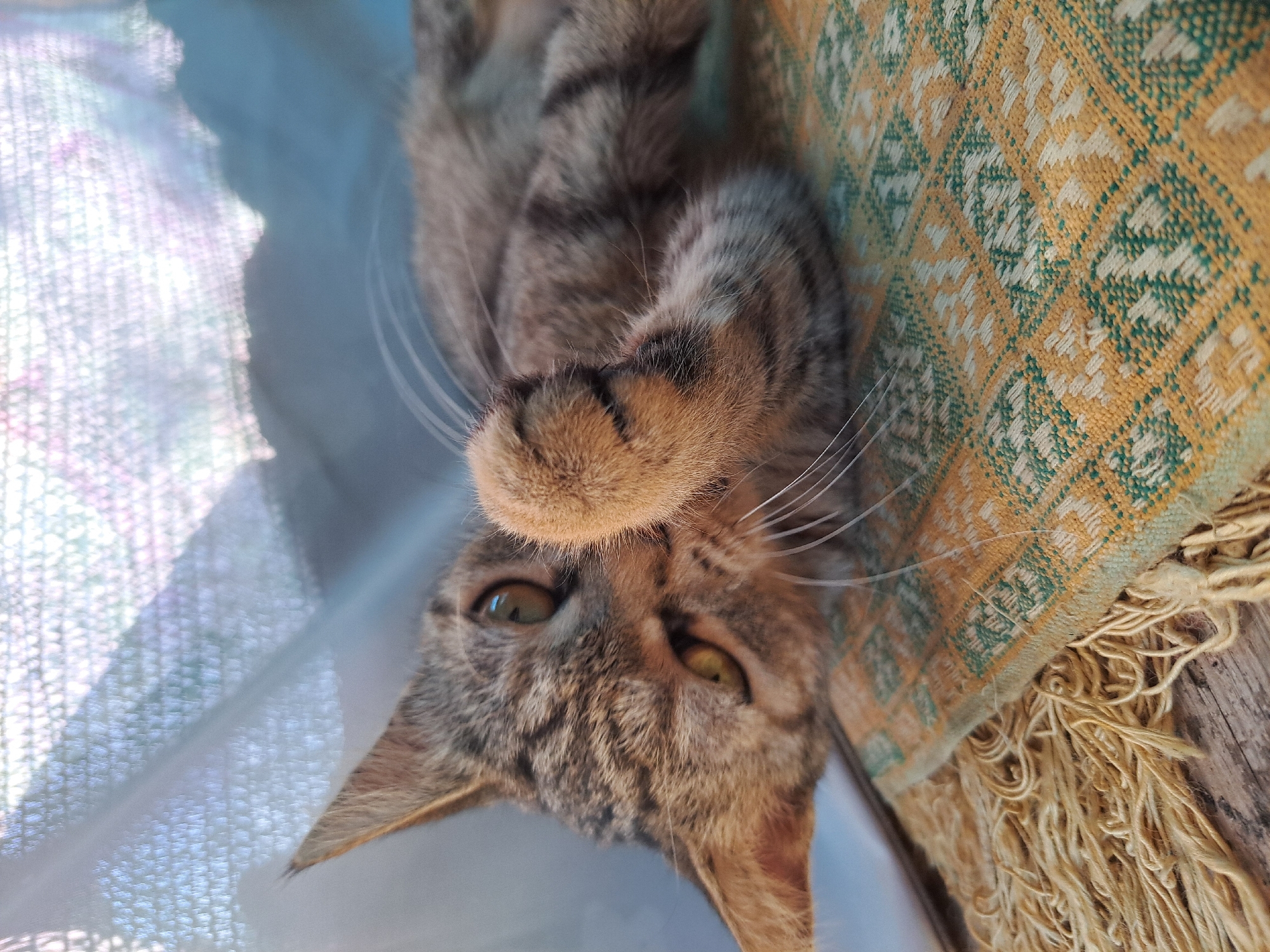 A tabby cat with green eyes is lying on its side on a woven mat with a fringe. The cat is looking towards the camera, with one paw held up to its face. The background is blurred, showing a white and blue fabric. The image is likely taken outdoors. No location in Vypasne, Ukraine is visible.