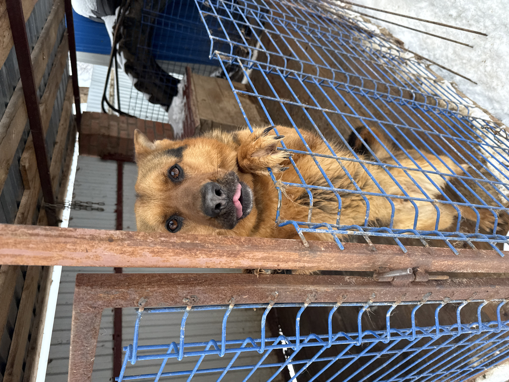 A brown dog lies inside a blue metal cage, with its head resting on the cage's rusty brown frame. The dog's tongue is slightly visible. Behind the cage is a snowy area, a wooden structure, and some black equipment. The location is in the city of Luzhkovo, Russia.