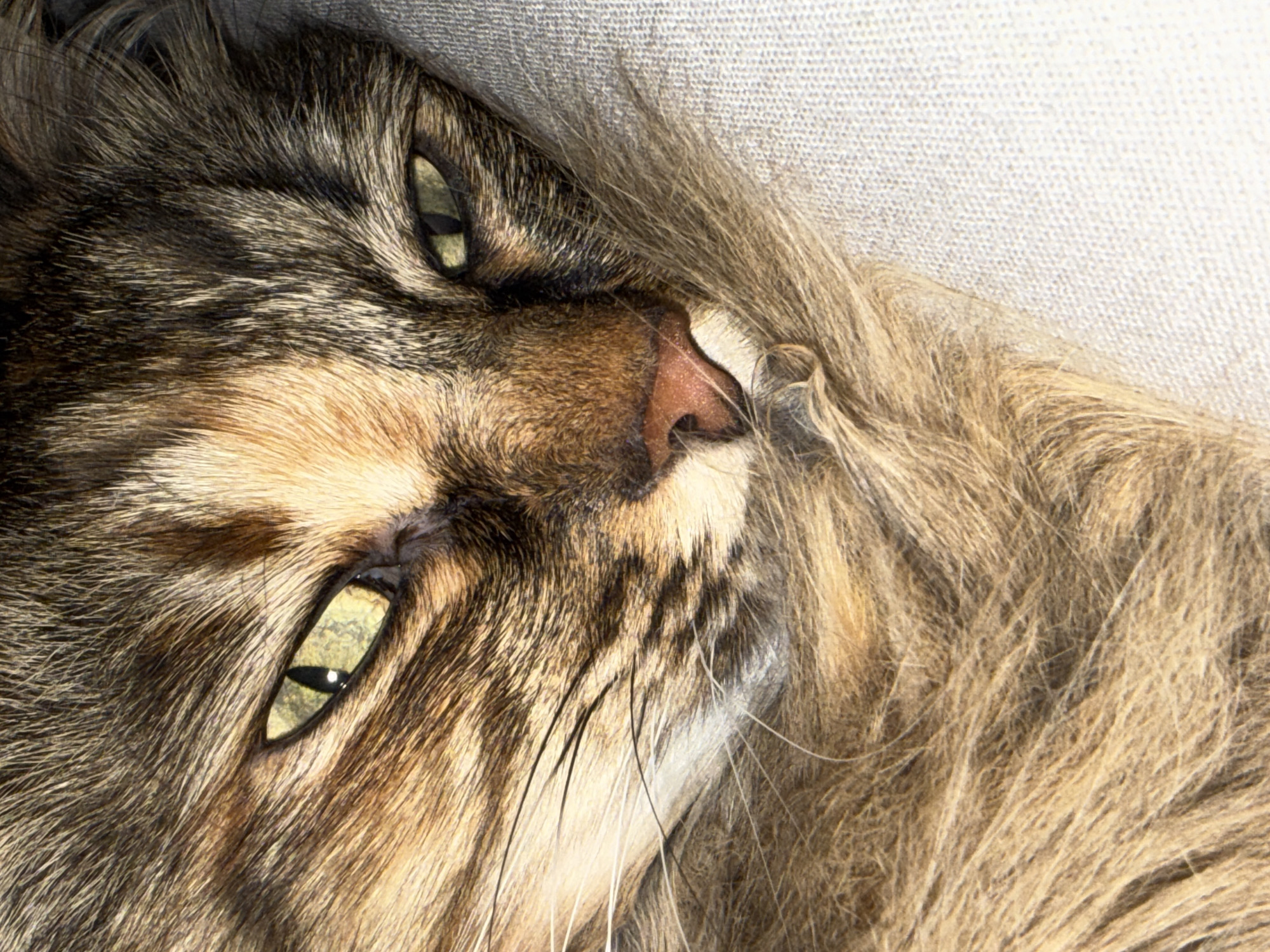 A close-up, high-angle shot shows the face of a tabby cat lying down. The cat has golden-green eyes, a pink nose, and brown and black markings. Its fur is long and fluffy. The cat is lying on a cream-colored surface. The location of the image is unknown, and there is no evidence to suggest it was taken in Votkinsk, Russia.