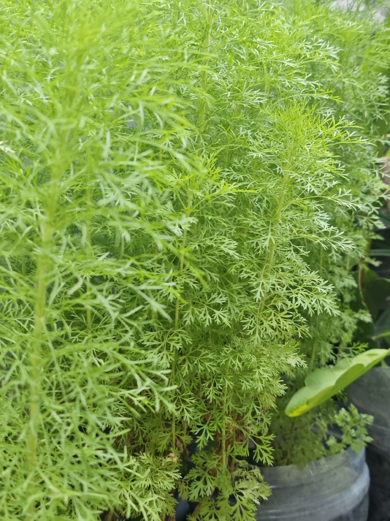 The image is a close-up shot of a dense cluster of bright green, feathery foliage. The leaves are finely dissected, creating a delicate, fern-like appearance. The lighting suggests an outdoor setting, likely in a garden or planted area, as indicated by the presence of a dark-colored pot on the right side of the frame and hints of other plants in the background. There are no people visible in the image. The overall impression is one of lush, verdant plant life. The provided context indicates this scene is located in Kediri City, Indonesia.