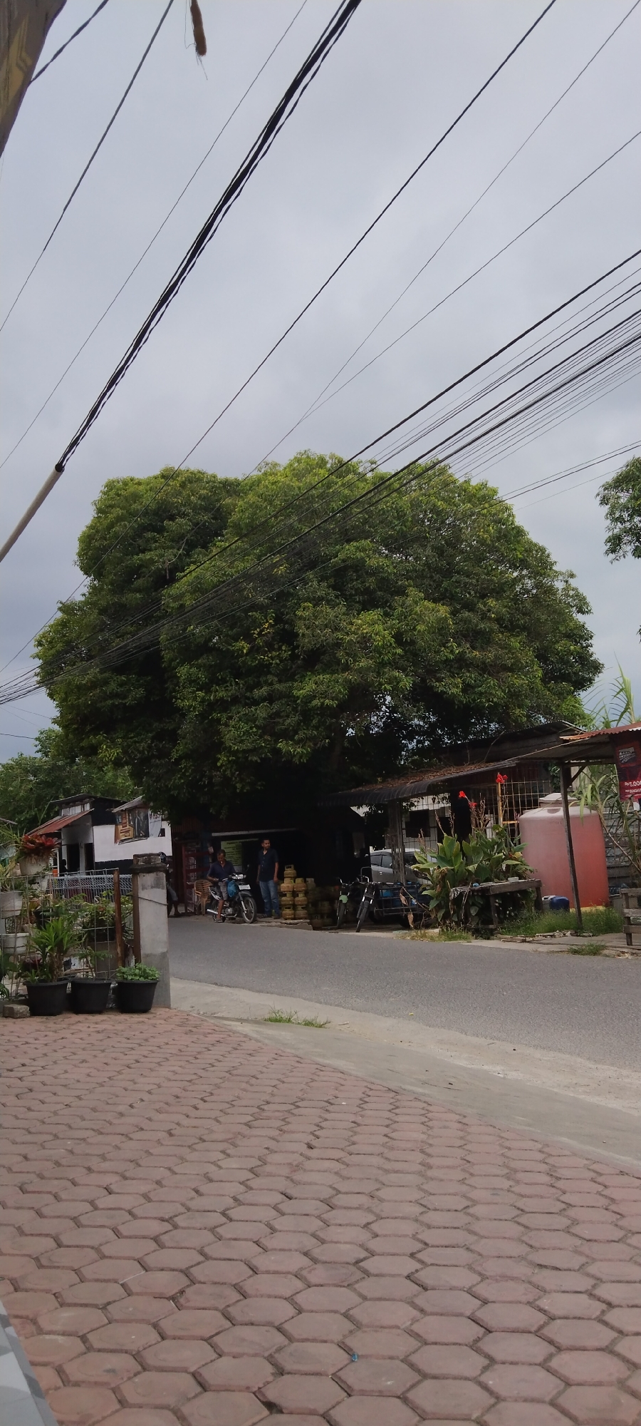 The scene is a street view in Bireuenmeunasahdayah, Indonesia, under a cloudy sky. A large, leafy tree dominates the view, with numerous power lines running through its branches and across the sky. In the background, there is a small structure, a shop or residence, with two men standing near several yellow gas cylinders. A motorcyclist is positioned between the cylinders and one of the men. Further down the street, there is another structure, with a red water tank situated next to it. The street itself is paved with gray asphalt. The foreground shows a sidewalk constructed with interlocking red hexagonal pavers. A black planter is seen on the left side of the foreground. The overall impression is of a typical Indonesian roadside scene, with a mix of residential and commercial activity.