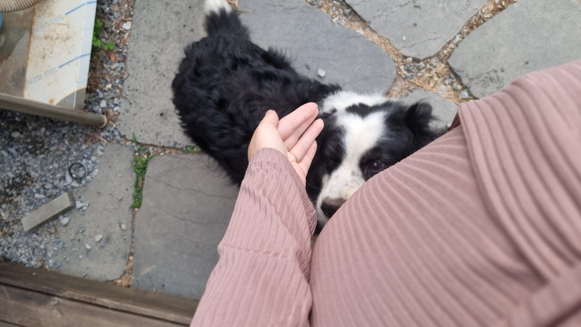 A black and white dog is lying on a stone-paved ground, possibly a patio or walkway. A person wearing a pleated mauve-colored top is holding out their hand towards the dog. The location is Dunnae-myeon, South Korea. Other elements include a piece of metal with text "STAINLESS STEEL", pebbles, and patches of greenery between the stones. Part of a wooden structure is visible at the bottom of the image.
