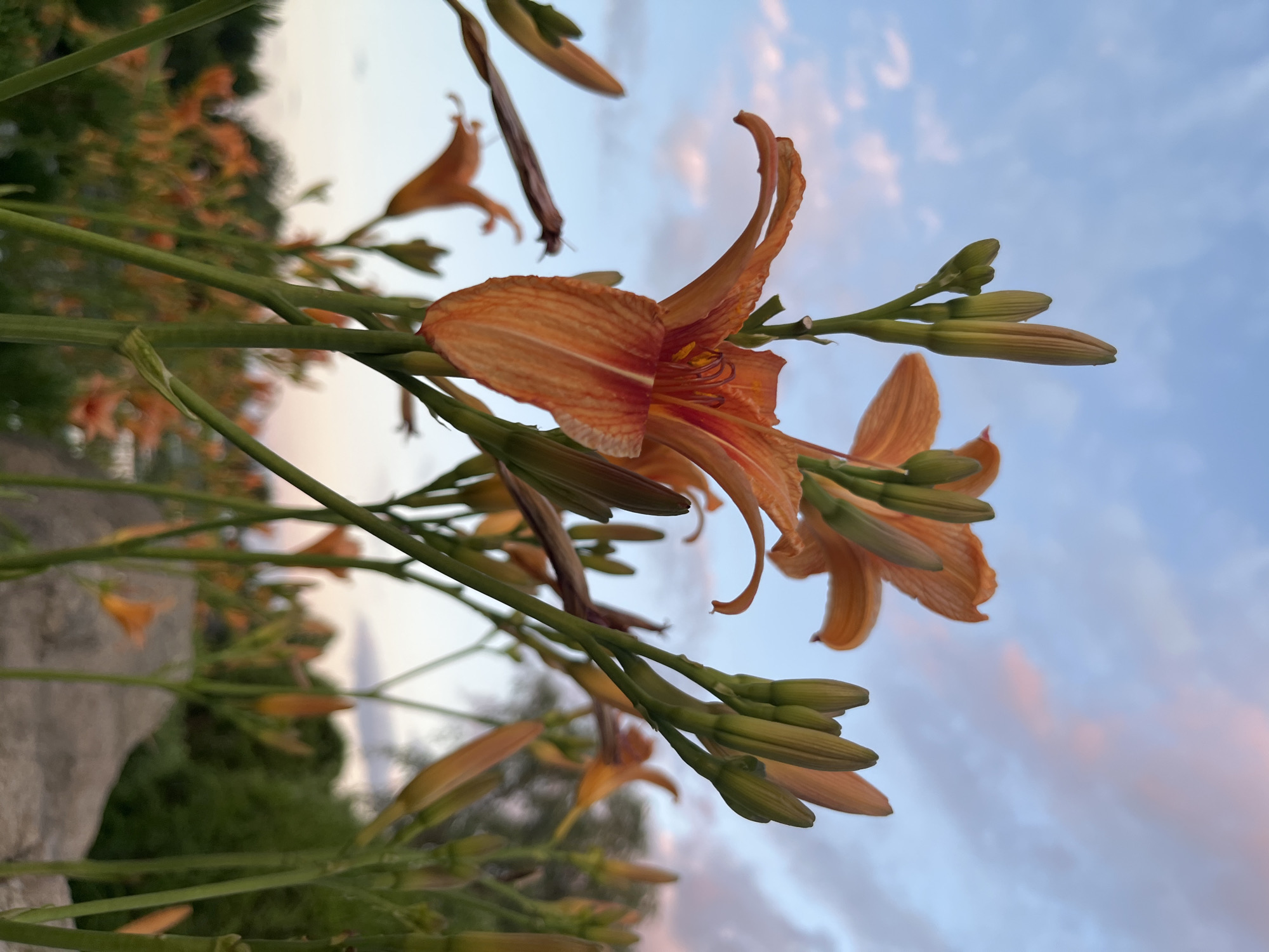 An extreme close-up, low-angle shot captures a cluster of vibrant orange daylily buds and one open bloom against a soft blue sky streaked with pale pink clouds. The focus is sharp on the foreground flowers and buds, with their green stems and sepals clearly defined. In the mid-ground, more daylilies and their buds are visible, some in sharper focus than others, creating a sense of depth. The background is a blur of green foliage and a hint of a stone or concrete structure, suggesting an outdoor setting in a park or garden. The lighting indicates either early morning or late evening. The image is unpopulated by people. The scene is likely located within the city of Dnipro, Ukraine, given the context.